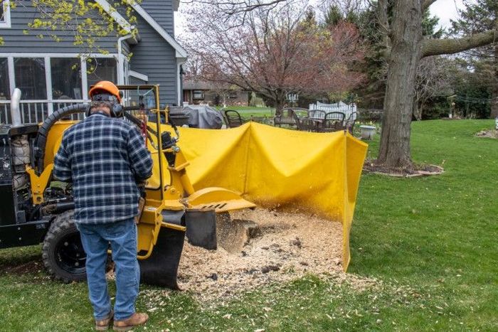 Man using a stump grinder in a yard, with safety gear and a yellow debris shield.
