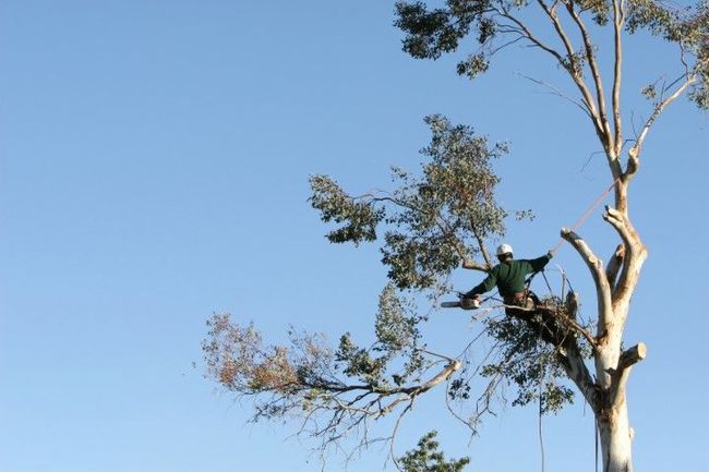 Arborist cutting branches from a tall tree against a blue sky.