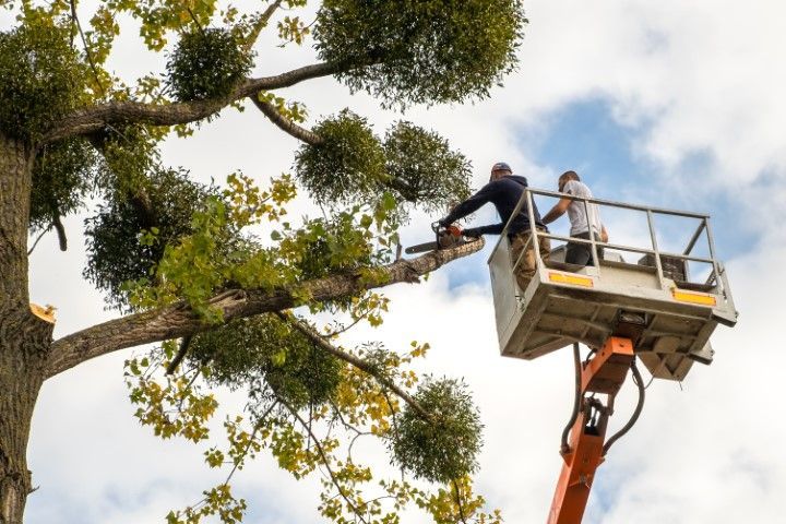 Two people in a lift cutting a tree branch with a chainsaw, removing mistletoe from the tree.