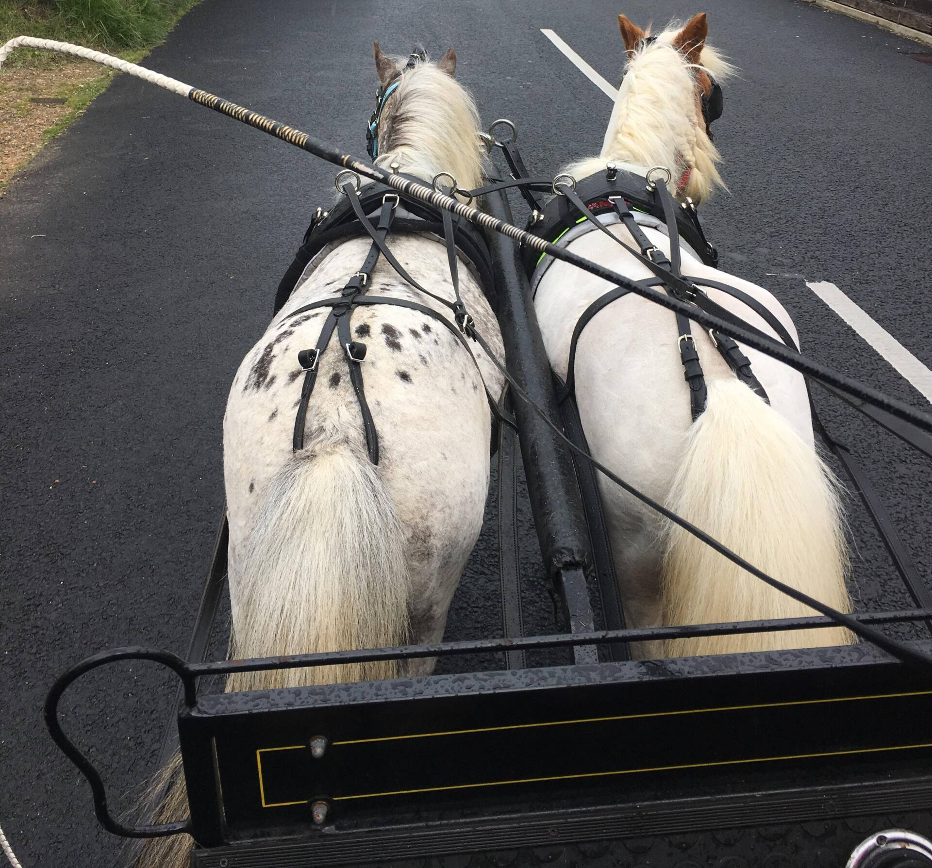Two white horses in harness on a road, pulling a black carriage. One horse has spots.