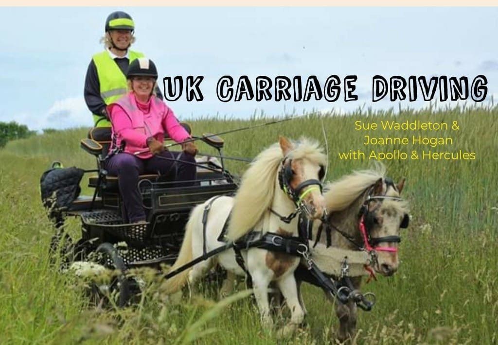 Two people carriage driving two ponies through tall grass; 