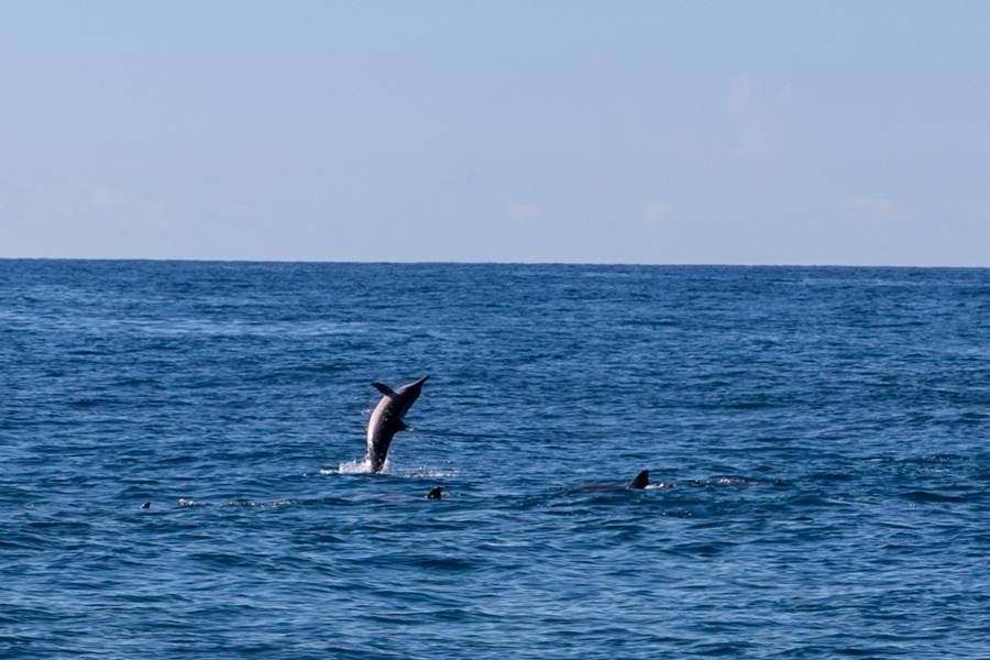 Dolphin Watch & Snorkel