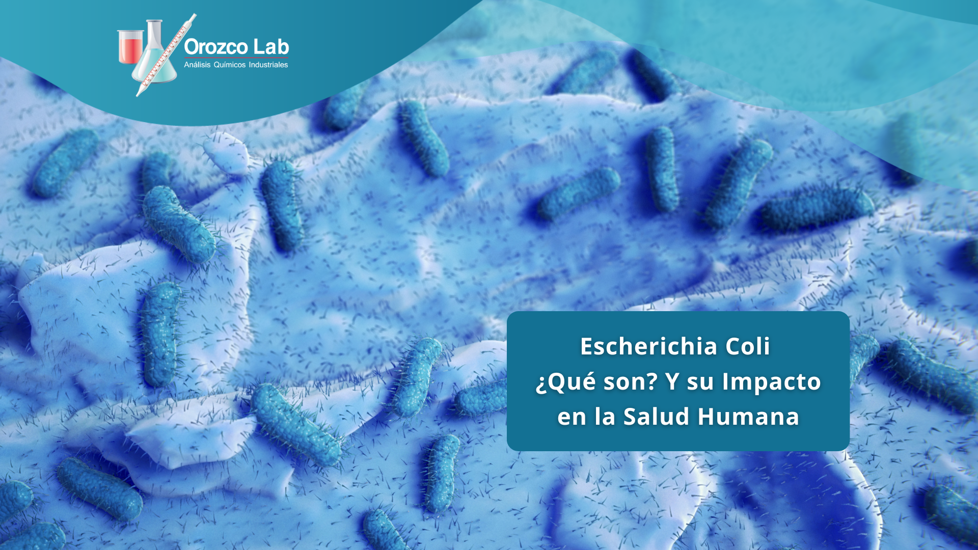 escherichia-coli
