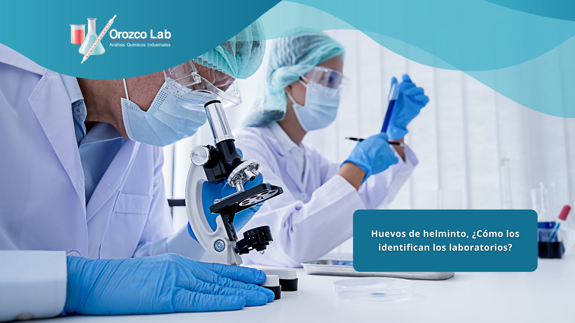 huevos-de-helminto Huevos de helminto, ¿Cómo los identifican los laboratorios?