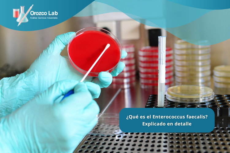 que-es-el-enterococcus-faecalis-explicado ¿Qué es el Enterococcus faecalis? Explicado en detalle