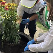 Two people in gloves planting a shrub in a garden bed with flowers nearby