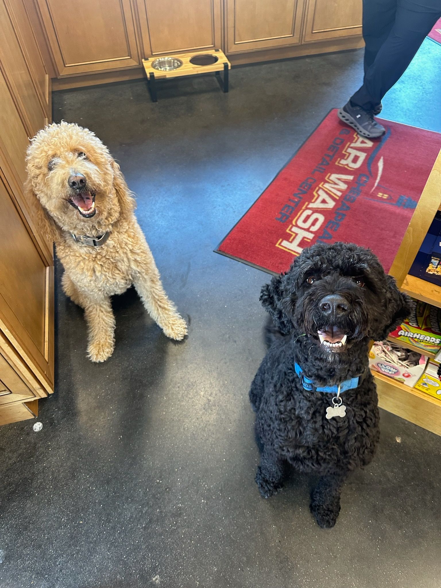 Two curly dogs sitting on a dark floor, one tan and one black, in a kitchen-like room