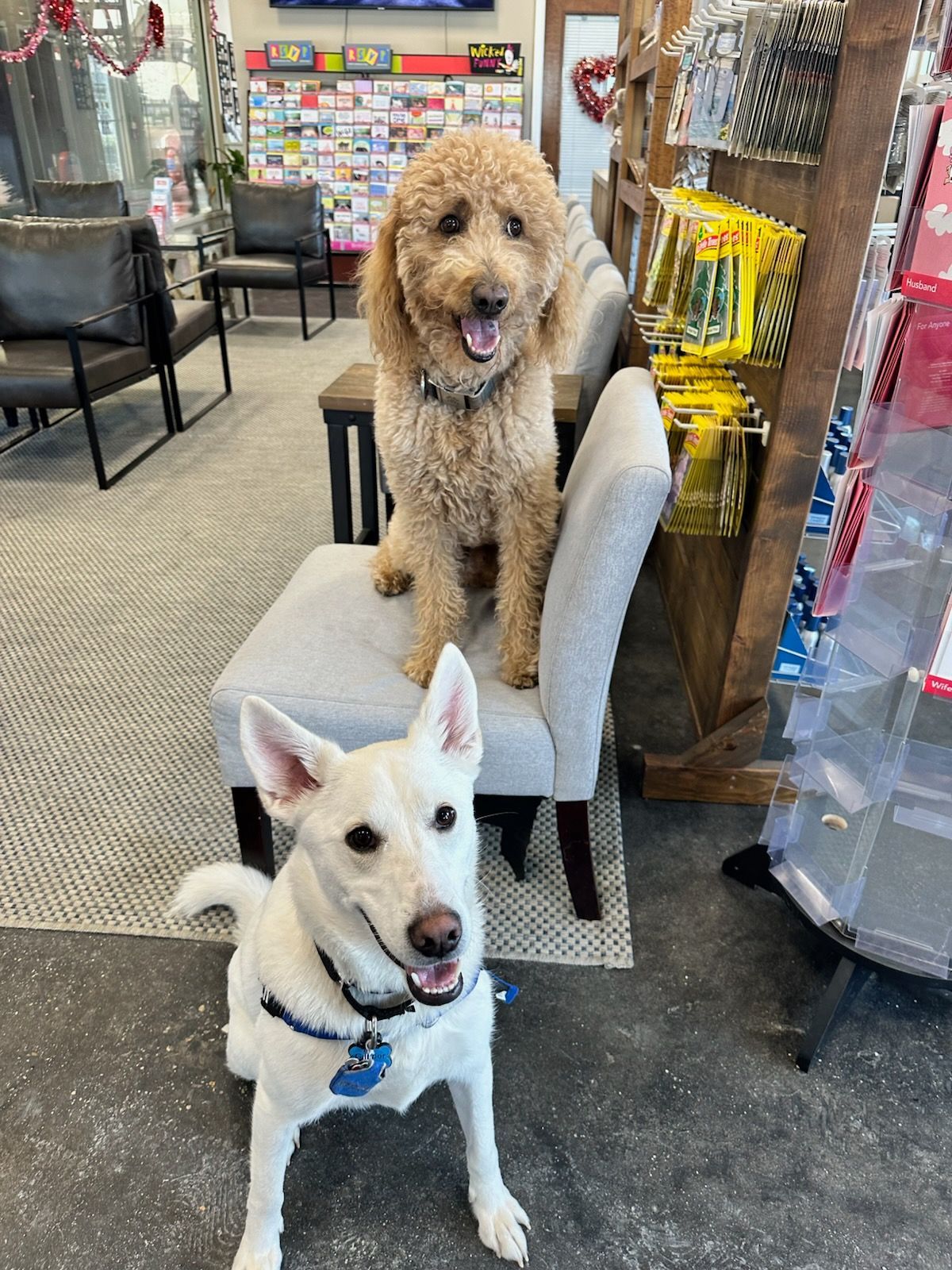 Two dogs sitting indoors in a pet shop, a white dog in front and a curly tan dog behind it.