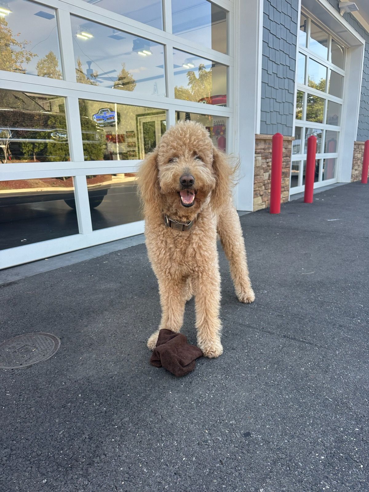 Curly tan dog standing on asphalt outside a glass storefront, holding a dark toy in its mouth.