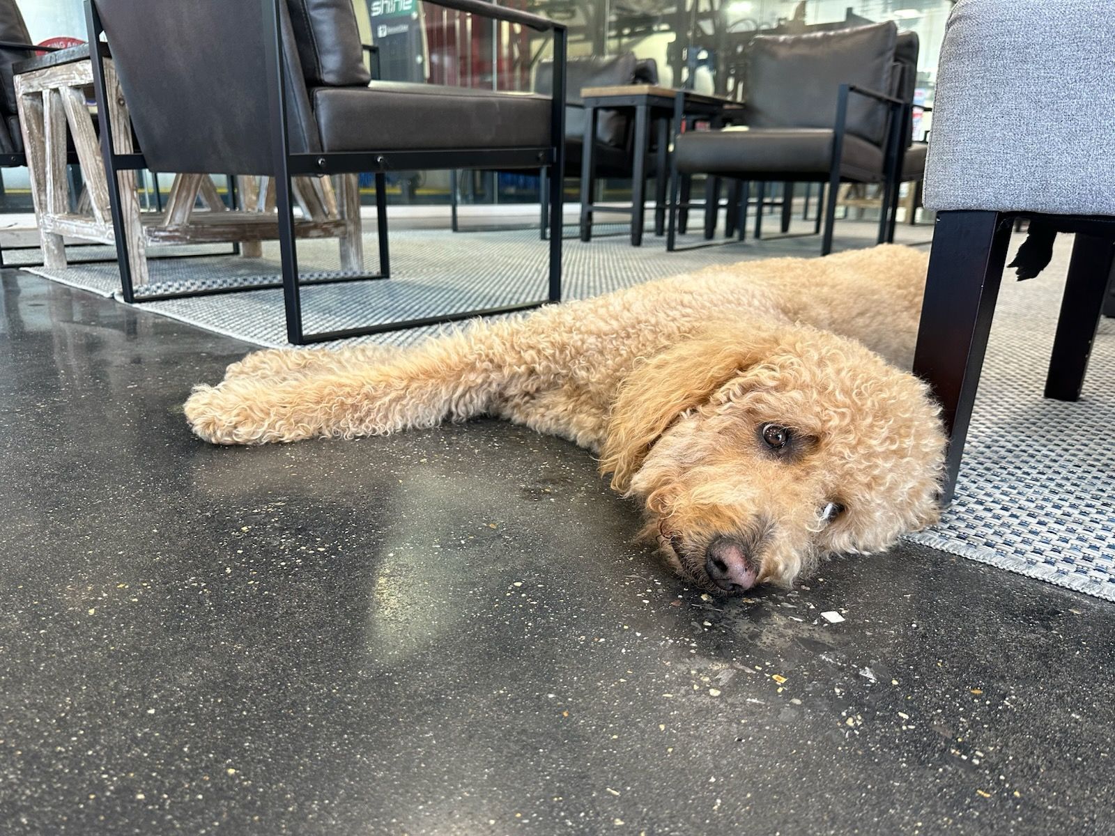 Curly tan dog lying on a concrete patio under outdoor café tables, looking tired and relaxed