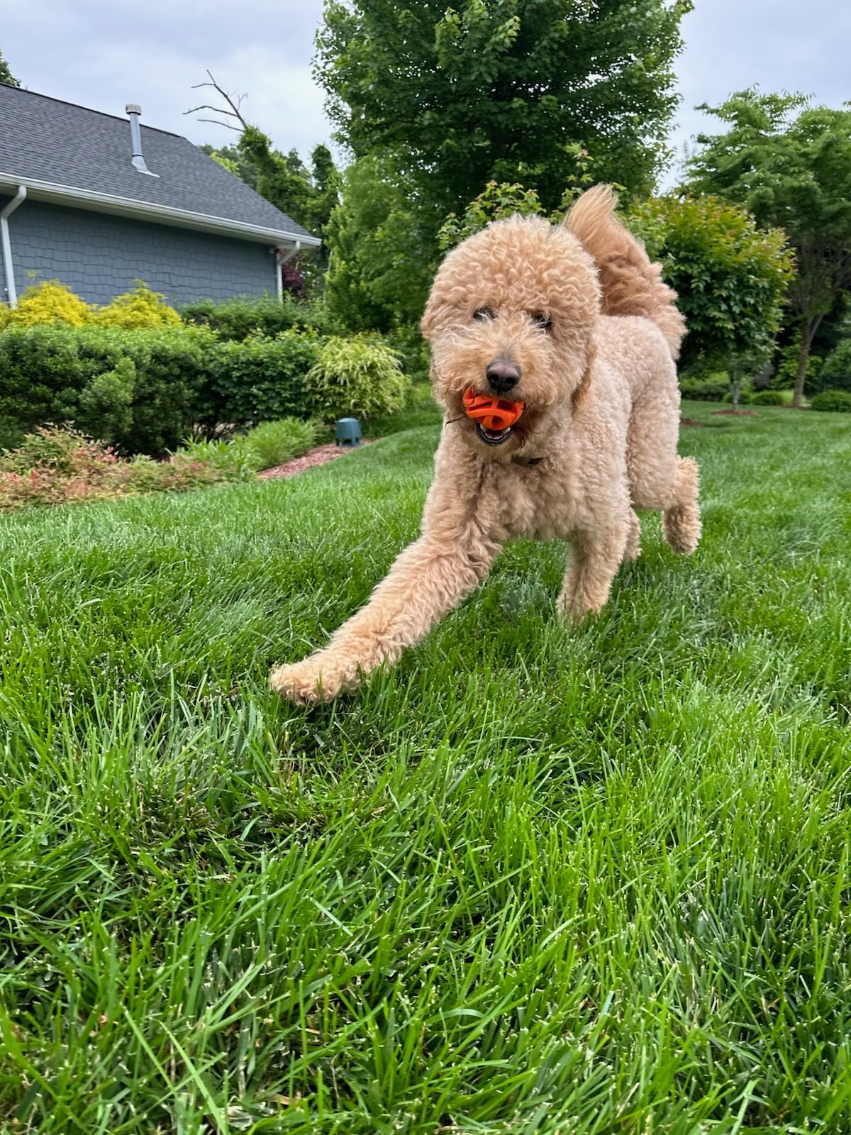 Curly tan dog running through green grass with an orange ball in its mouth in a backyard garden
