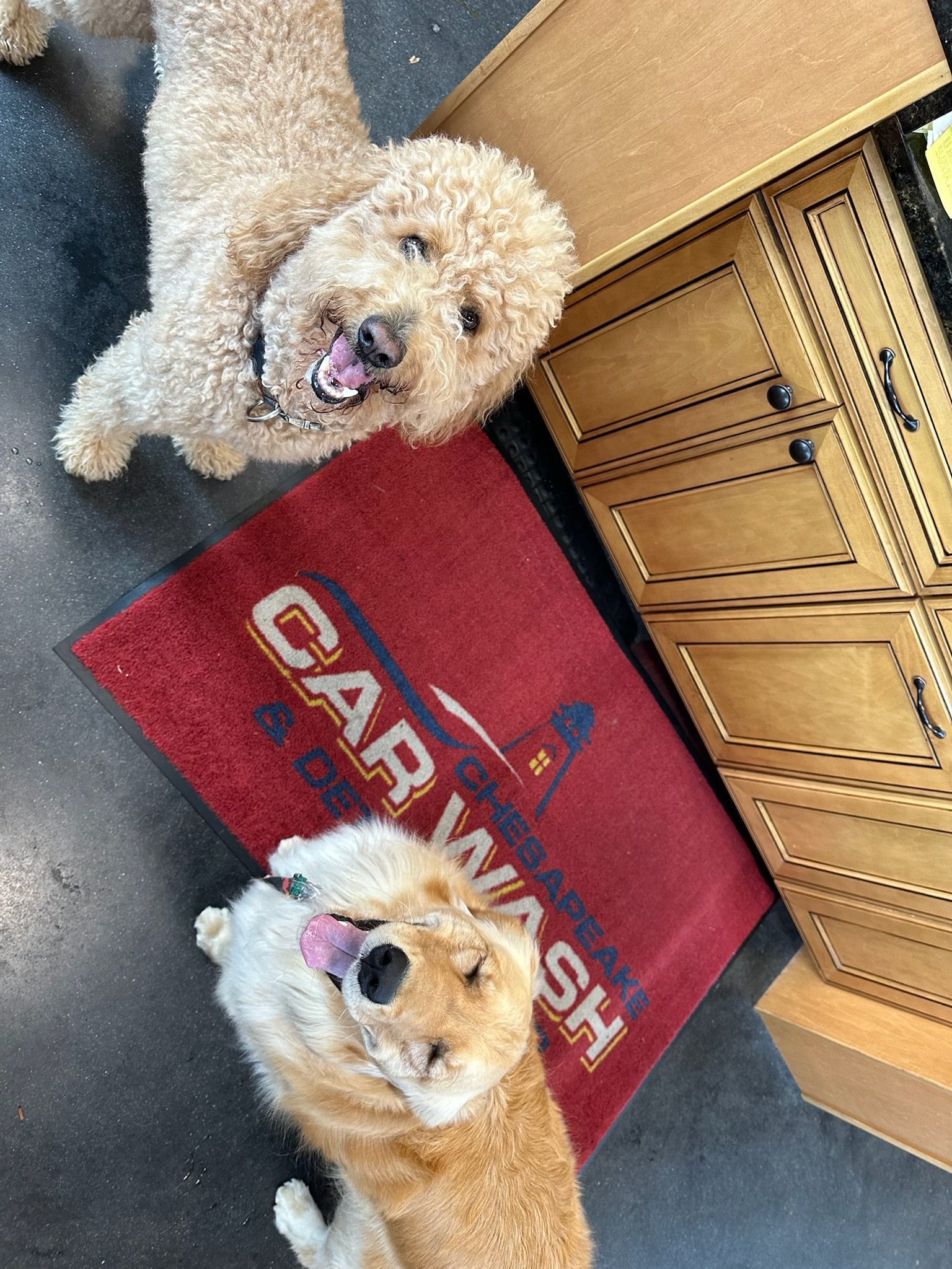 Two fluffy dogs on a red 