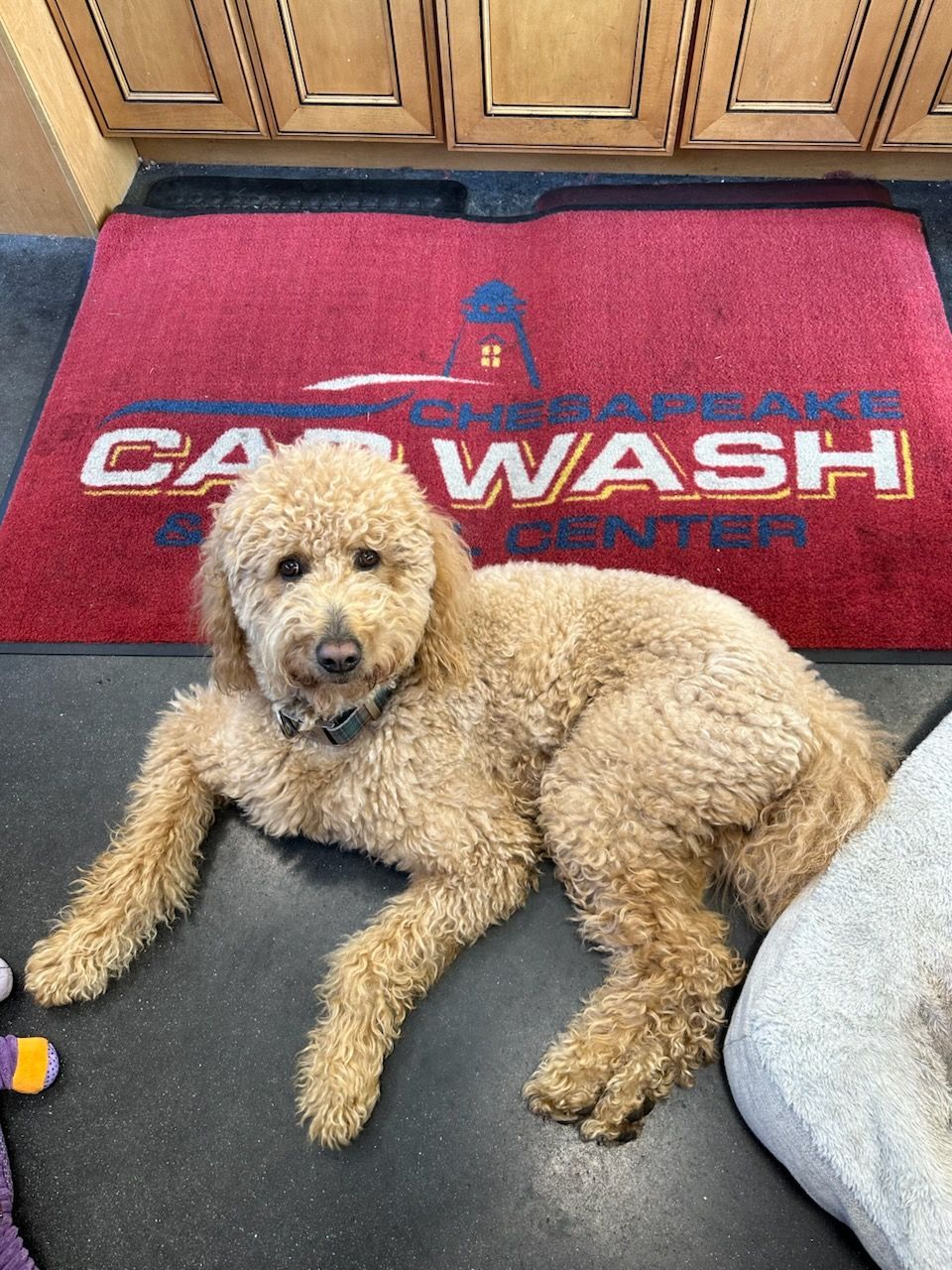 Curly tan dog lying on a dark mat with a red Car Wash Center logo, looking at the camera.