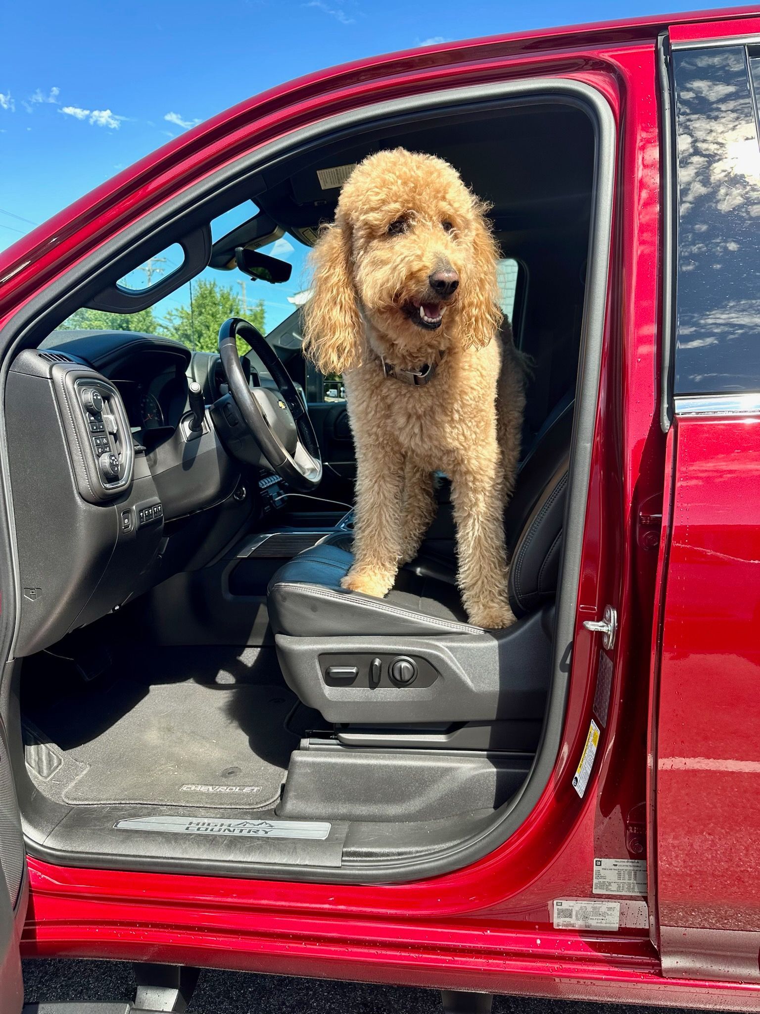 Curly tan dog standing in the driver’s seat of a red car with the door open