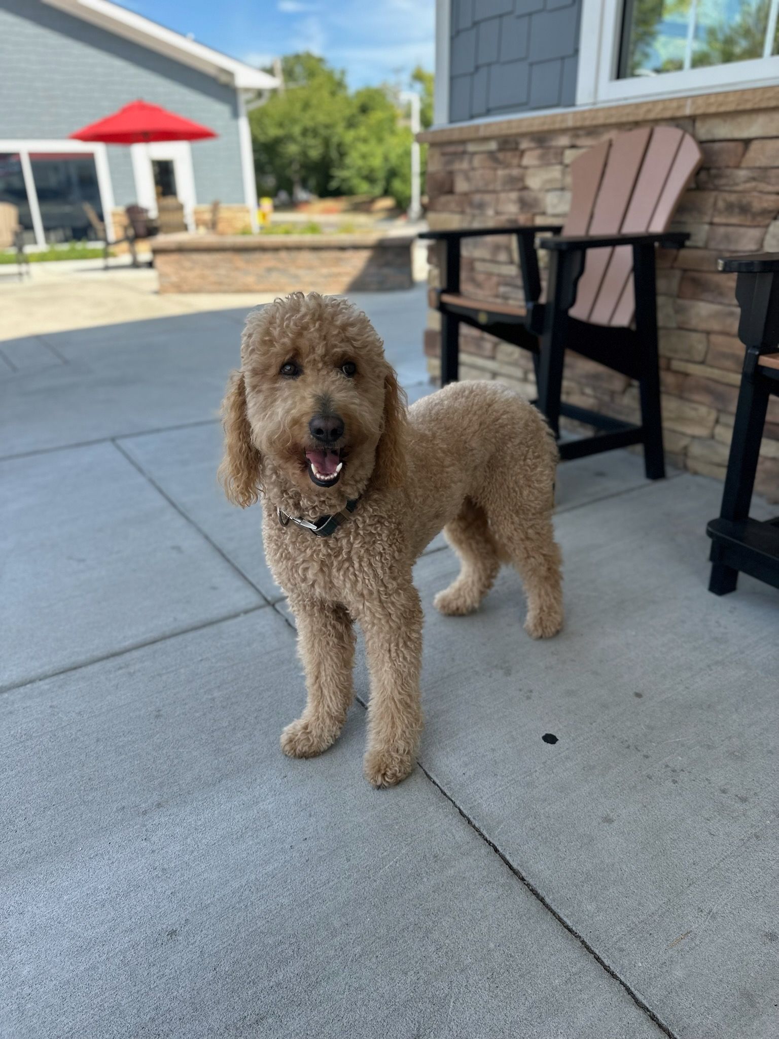 Curly brown dog standing on a patio with a chair and house in the background
