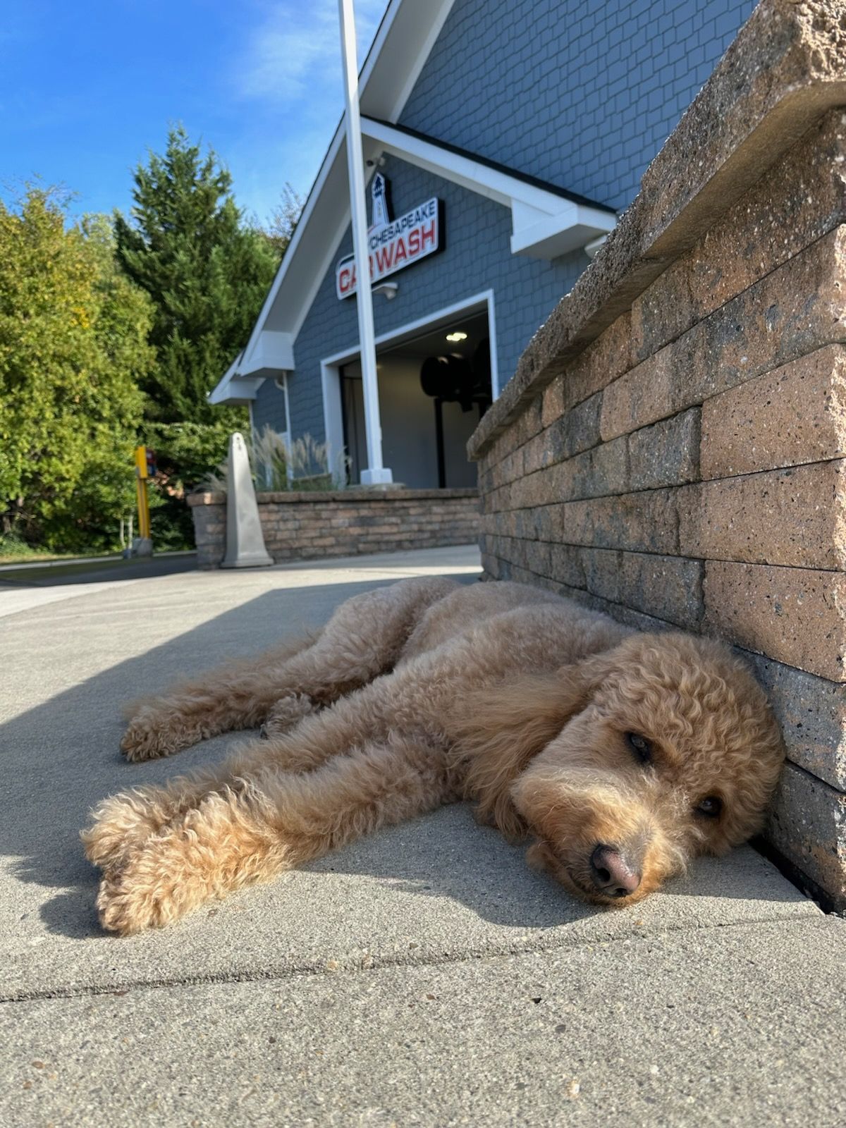 Brown dog lying on a sidewalk beside a stone wall outside a building