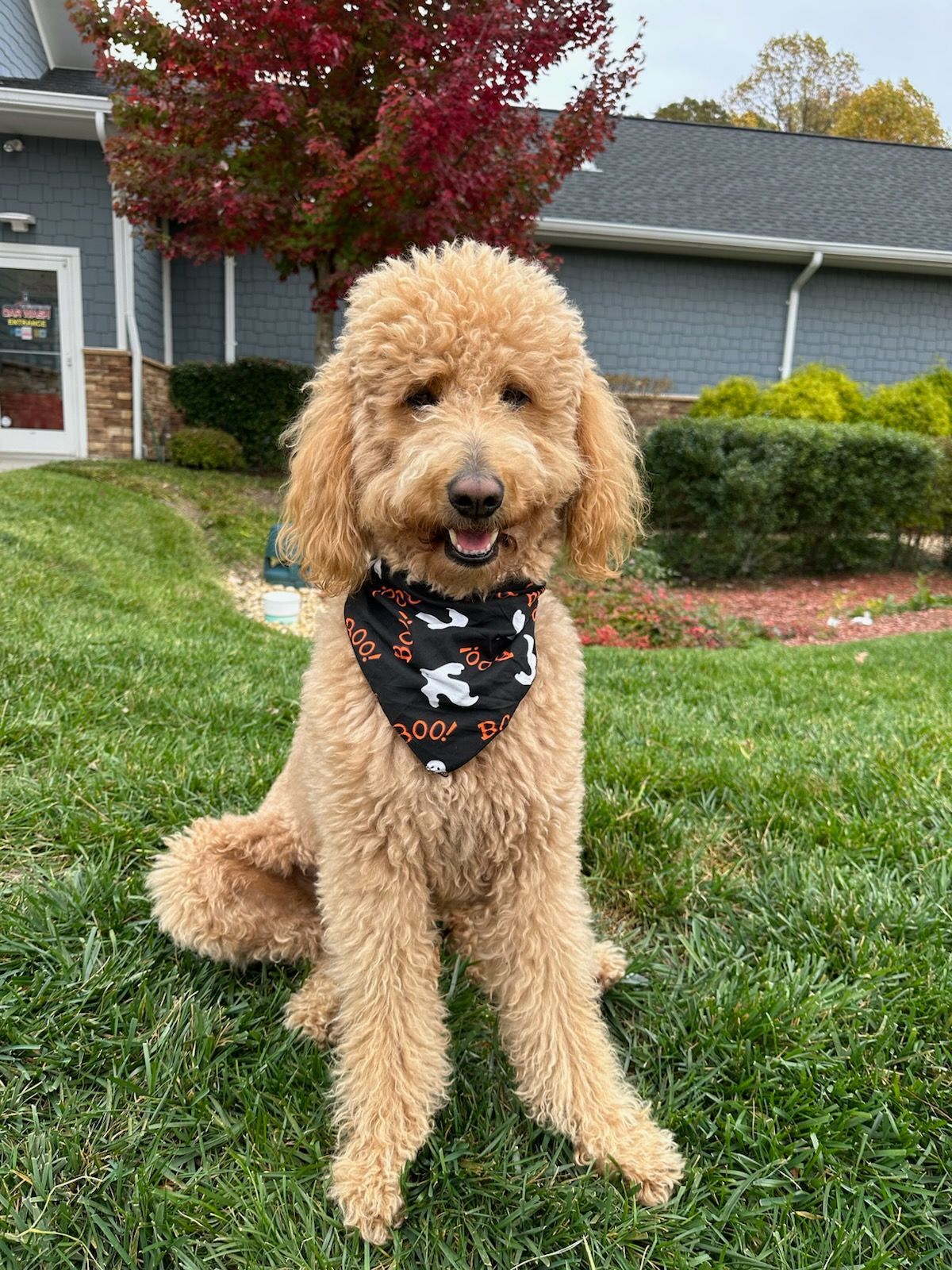 Curly tan dog wearing a black bandana sits on green grass in front of a house.