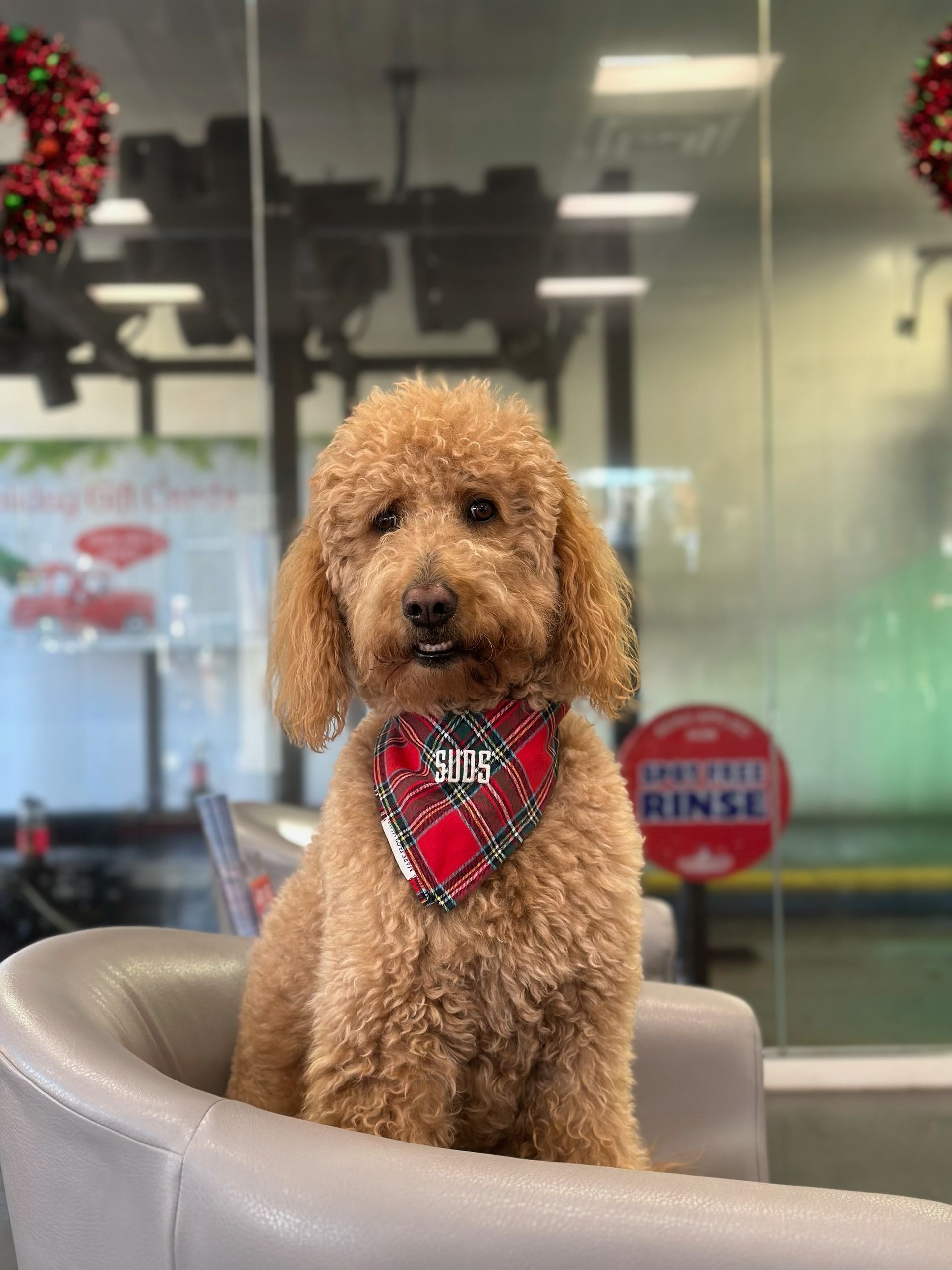 Curly brown dog wearing a red plaid bandana sits on a chair indoors.