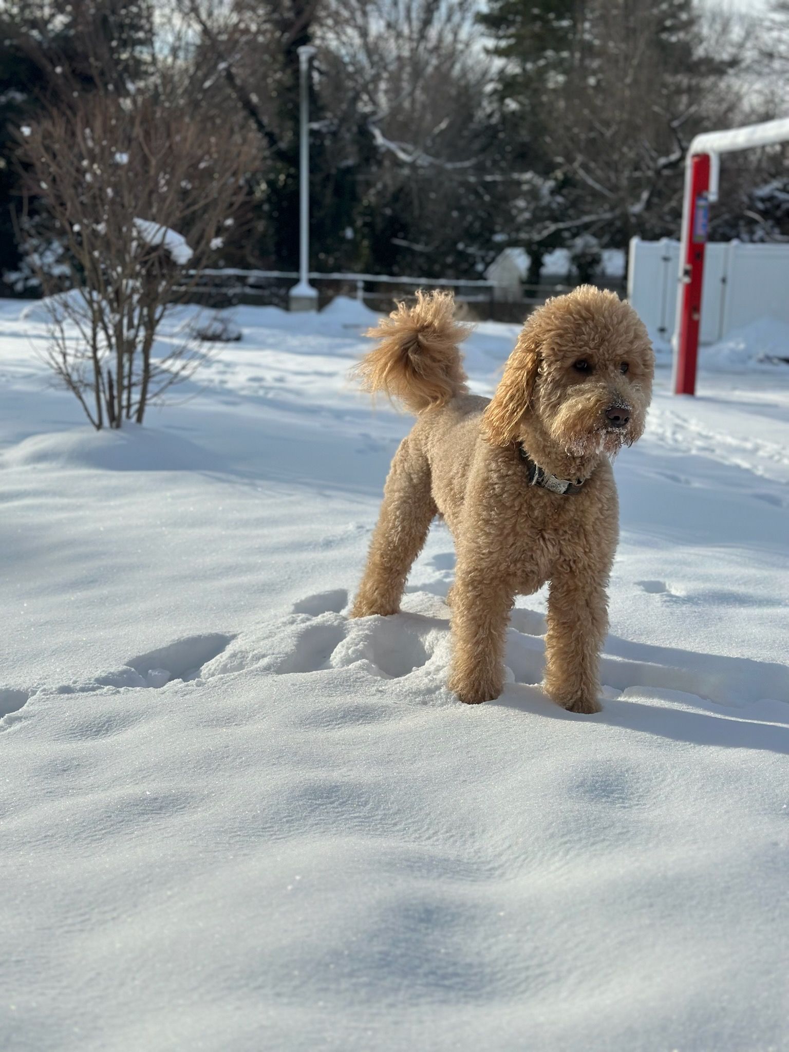 Small curly tan dog standing in deep snow outdoors, with trees and a red post in the background.