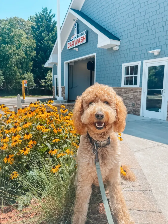 Golden doodle on a leash smiles near a building and yellow flowers.
