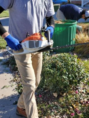 Person carrying a chainsaw and bucket while walking past bushes in a garden or yard.
