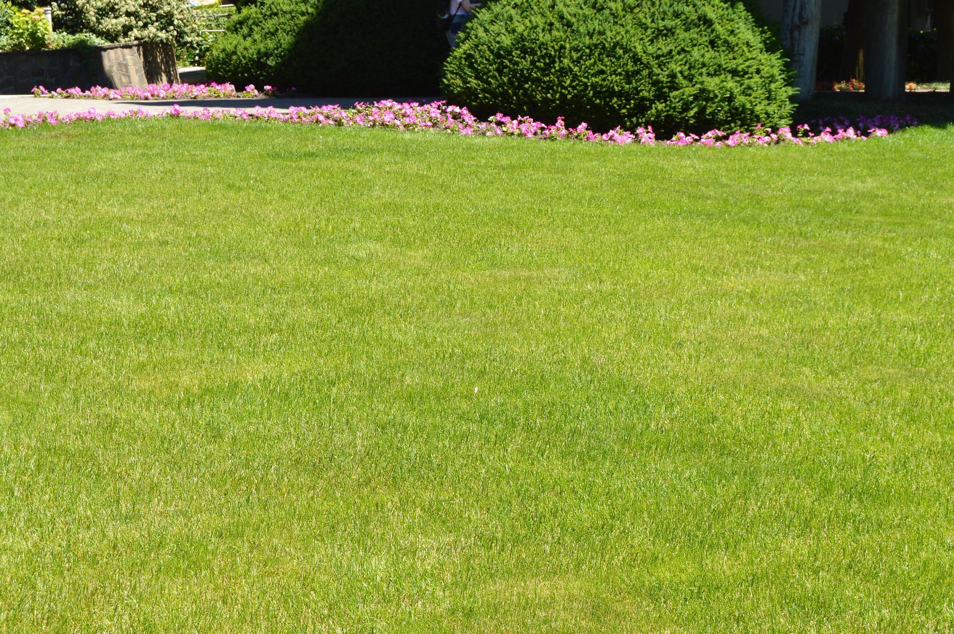 Sunny garden with green lawn, pink flowers, and lush bushes in a well-maintained landscape.