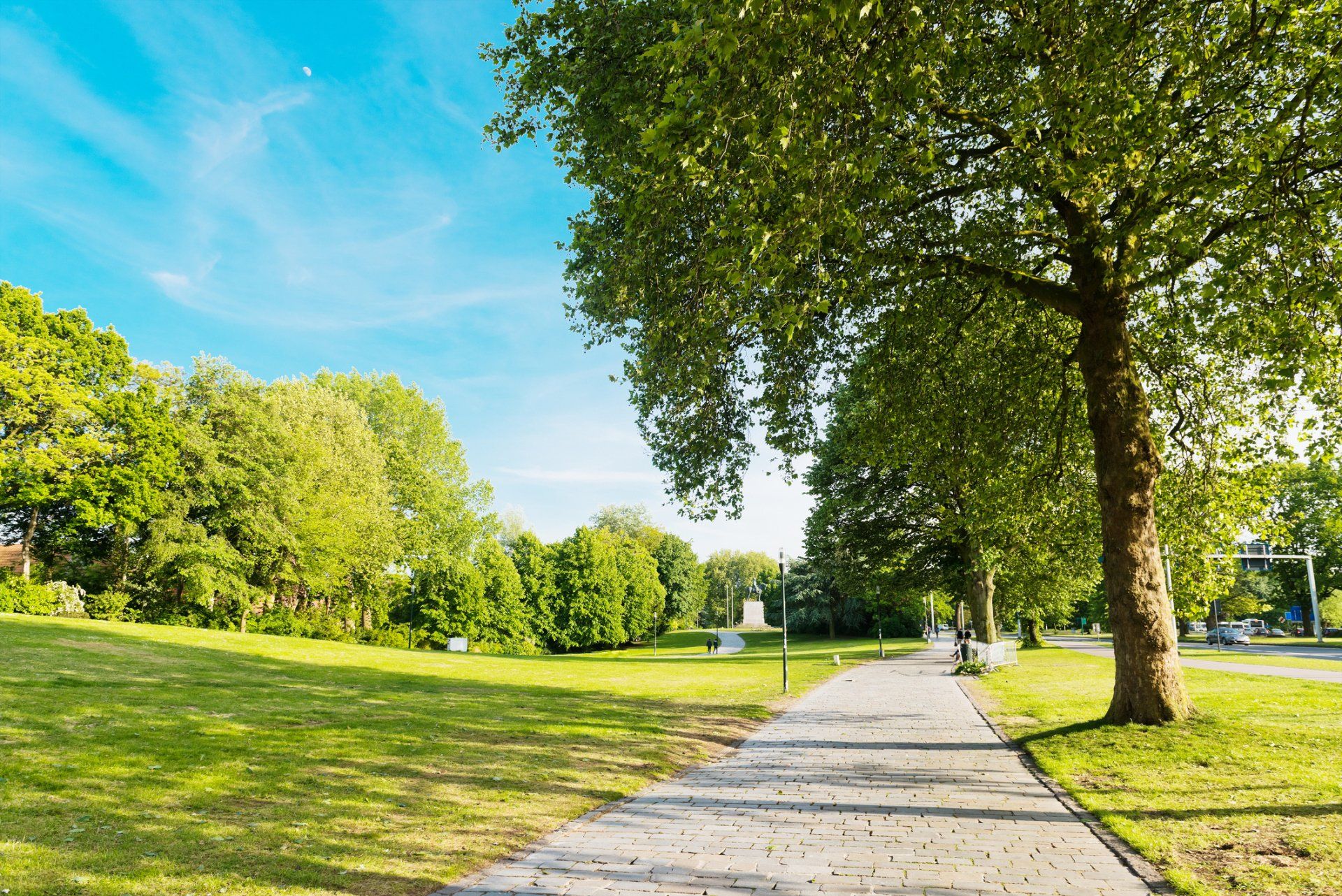 Summer in the park trees alley - Wendell, NC - Champ's Paving & Seal Coating INC