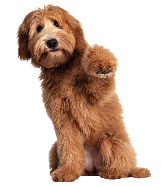 Brown fluffy puppy sitting and looking at the camera, with one paw raised. Brown fluffy puppy sitting and looking at the camera, with one paw raised.