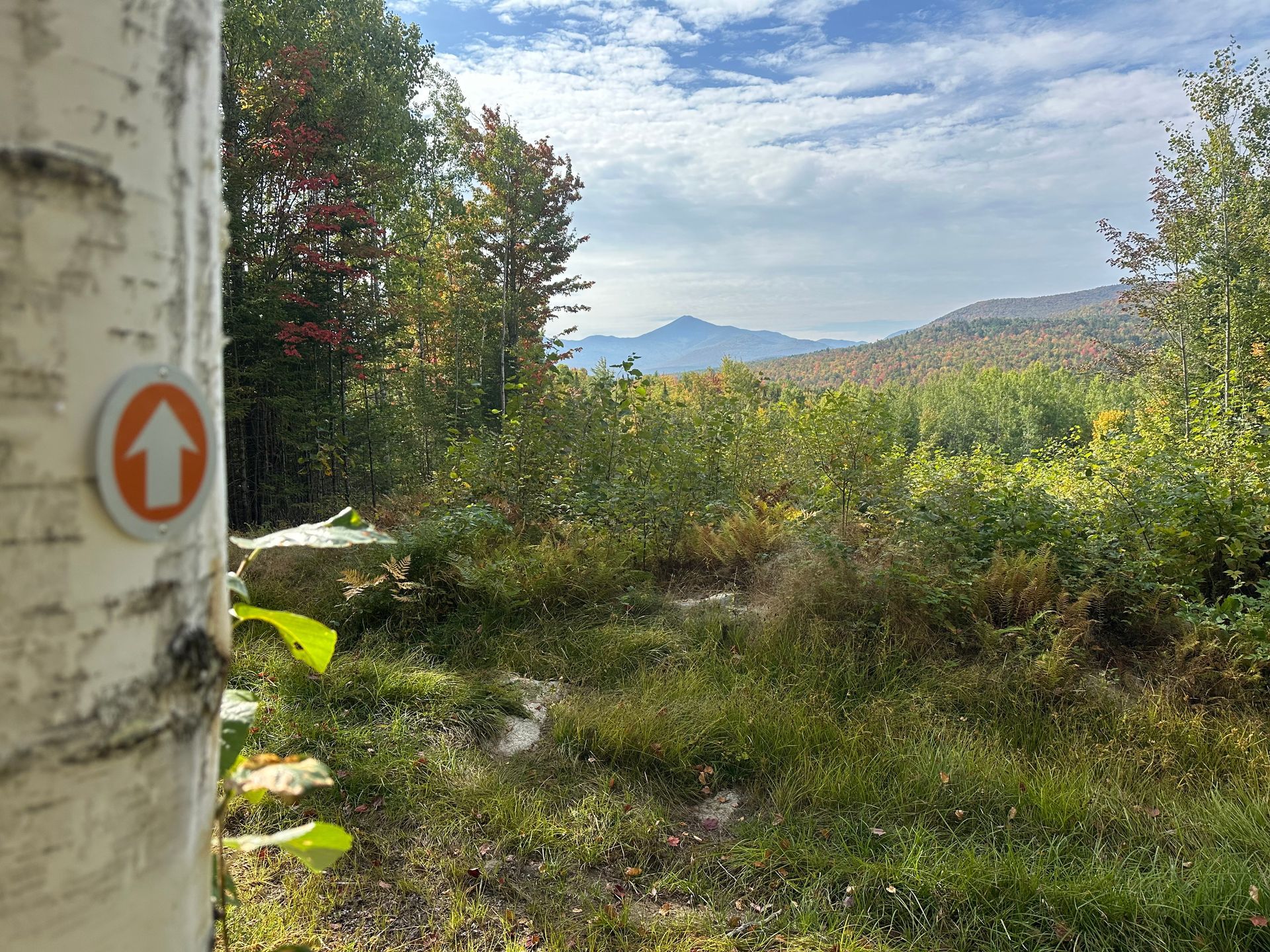 Orange trail marker on birch tree with a view of forest and mountains.
