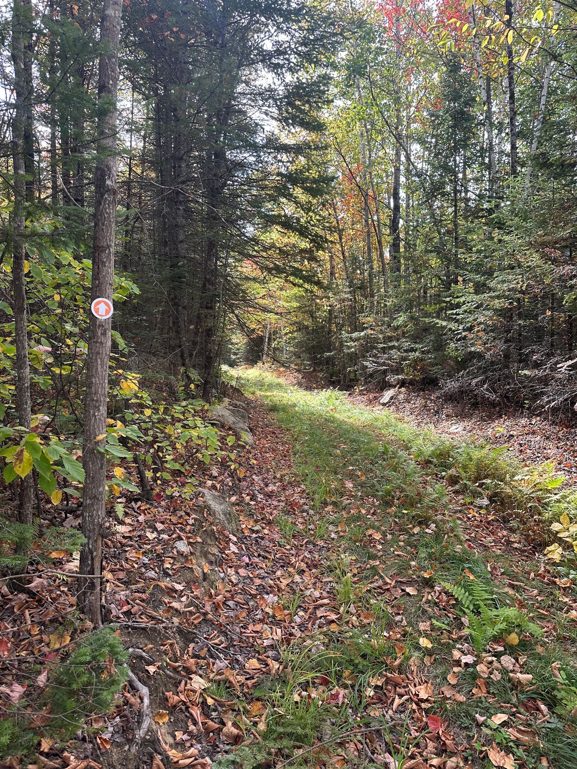 Forest trail covered in fall leaves; sunlit path leads through trees; trail marker on a tree.