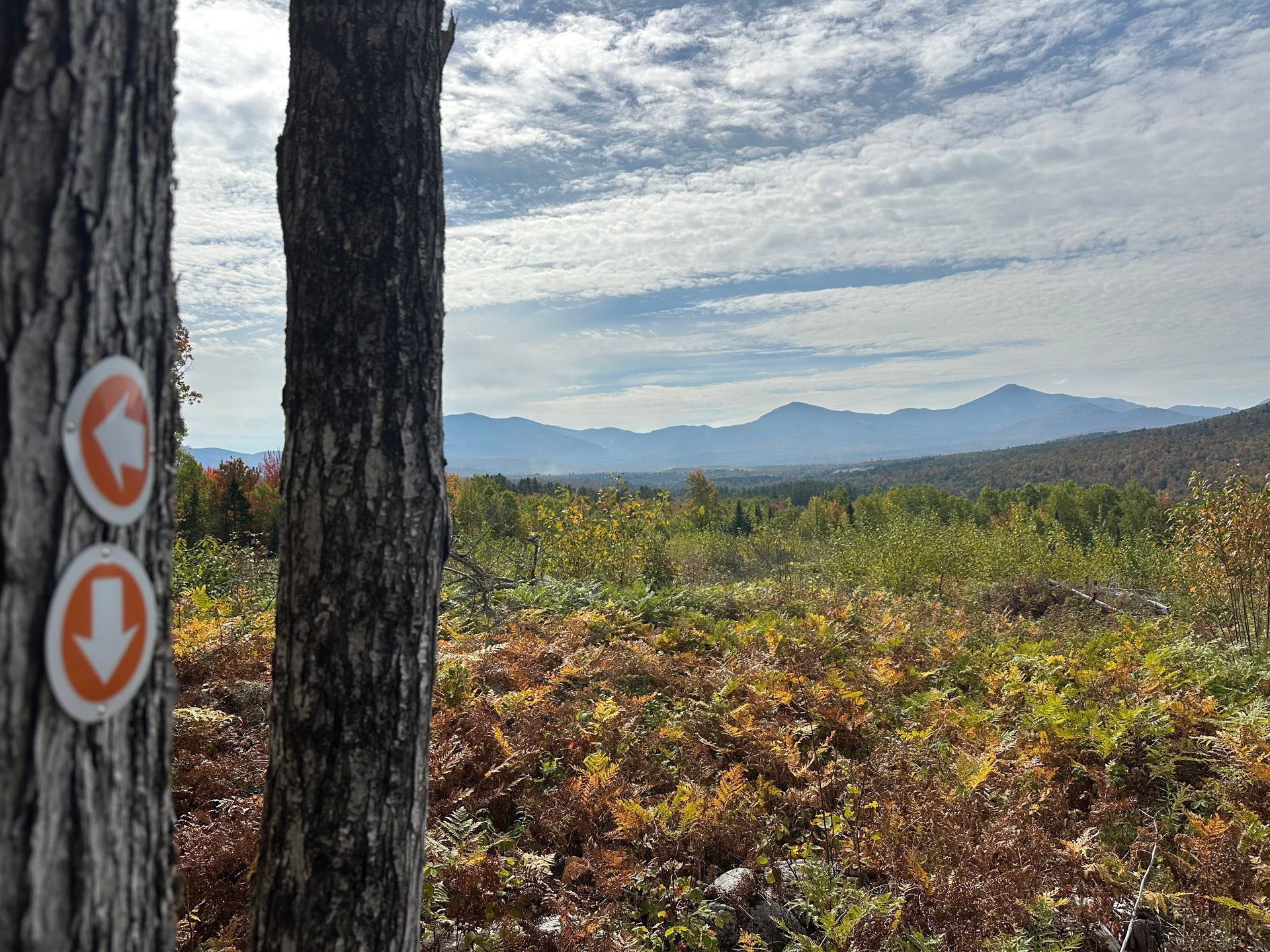 Trail markers on a tree with a view of autumn foliage and distant mountains under a cloudy sky.