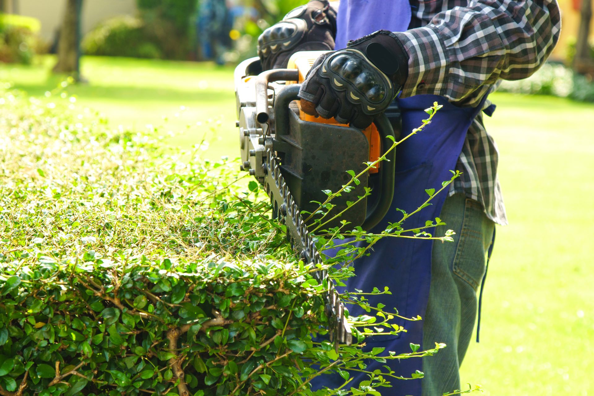 Person trimming a hedge with a power trimmer in a sunny garden