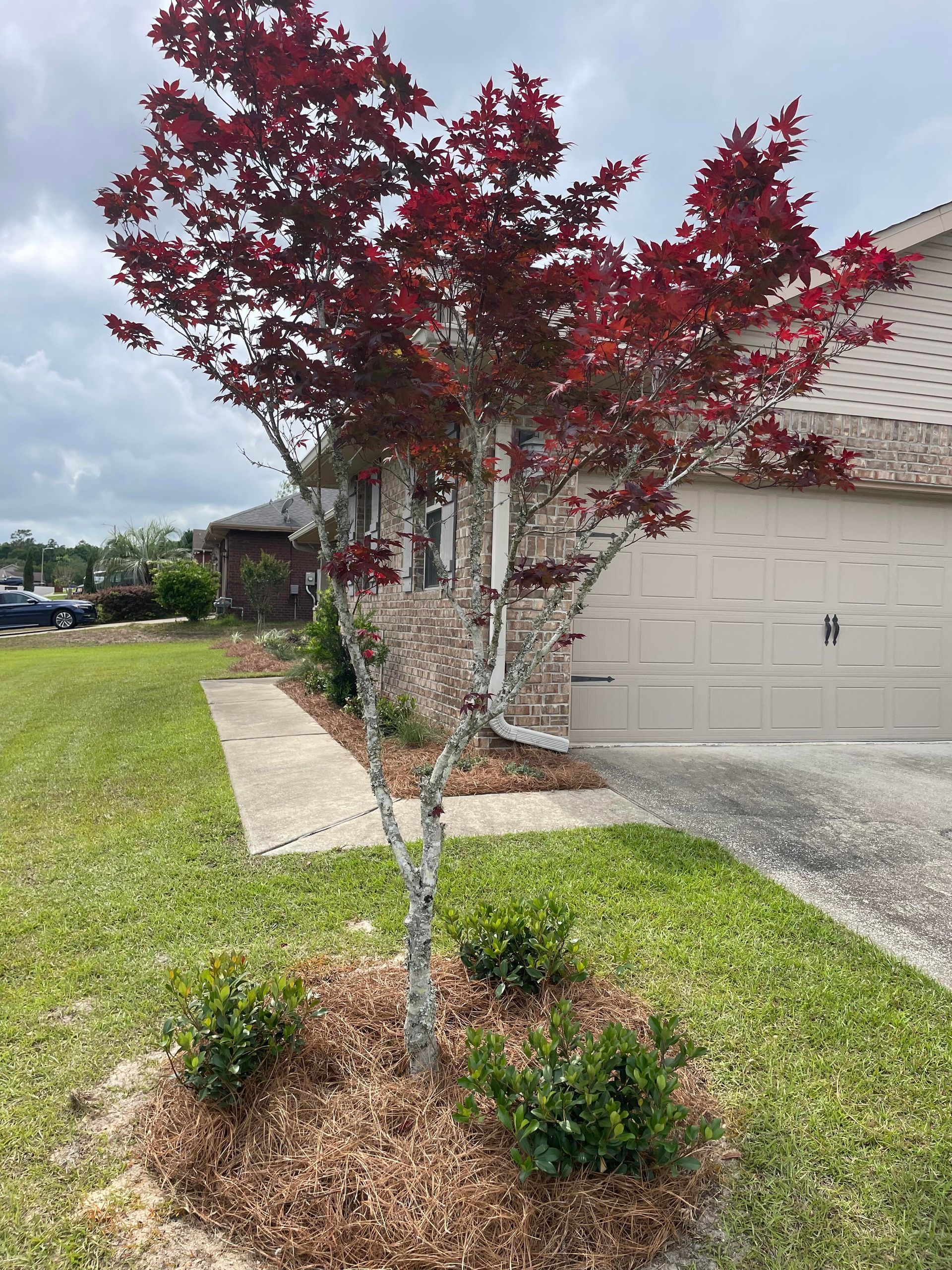 Small red-leaf tree in a front yard beside a suburban house and driveway