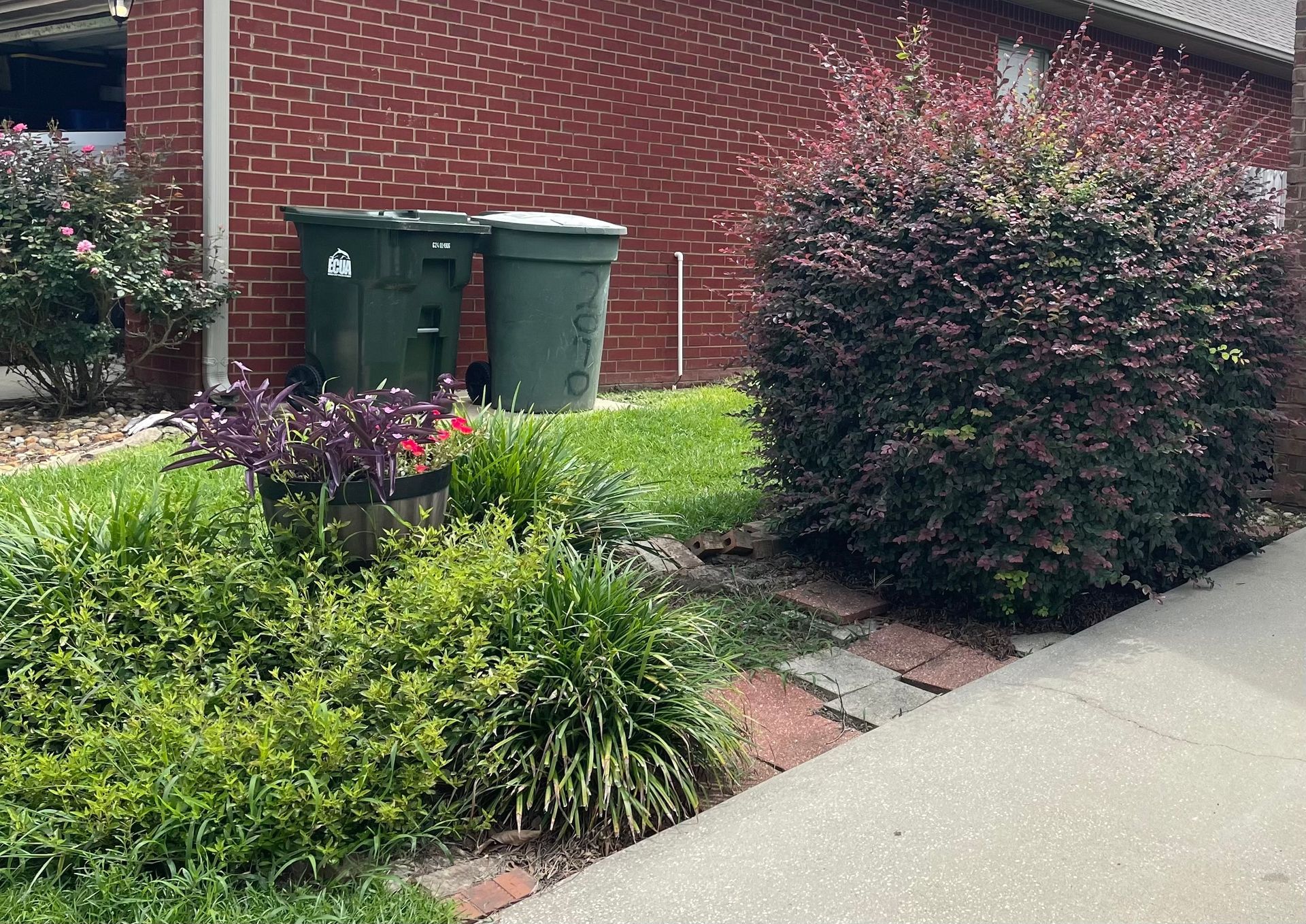 Residential sidewalk with landscaped shrubs, brick house, and two green trash bins near the wall