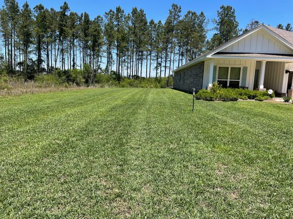 Green lawn beside a white house with a porch, backed by a line of tall pine trees under a clear sky.
