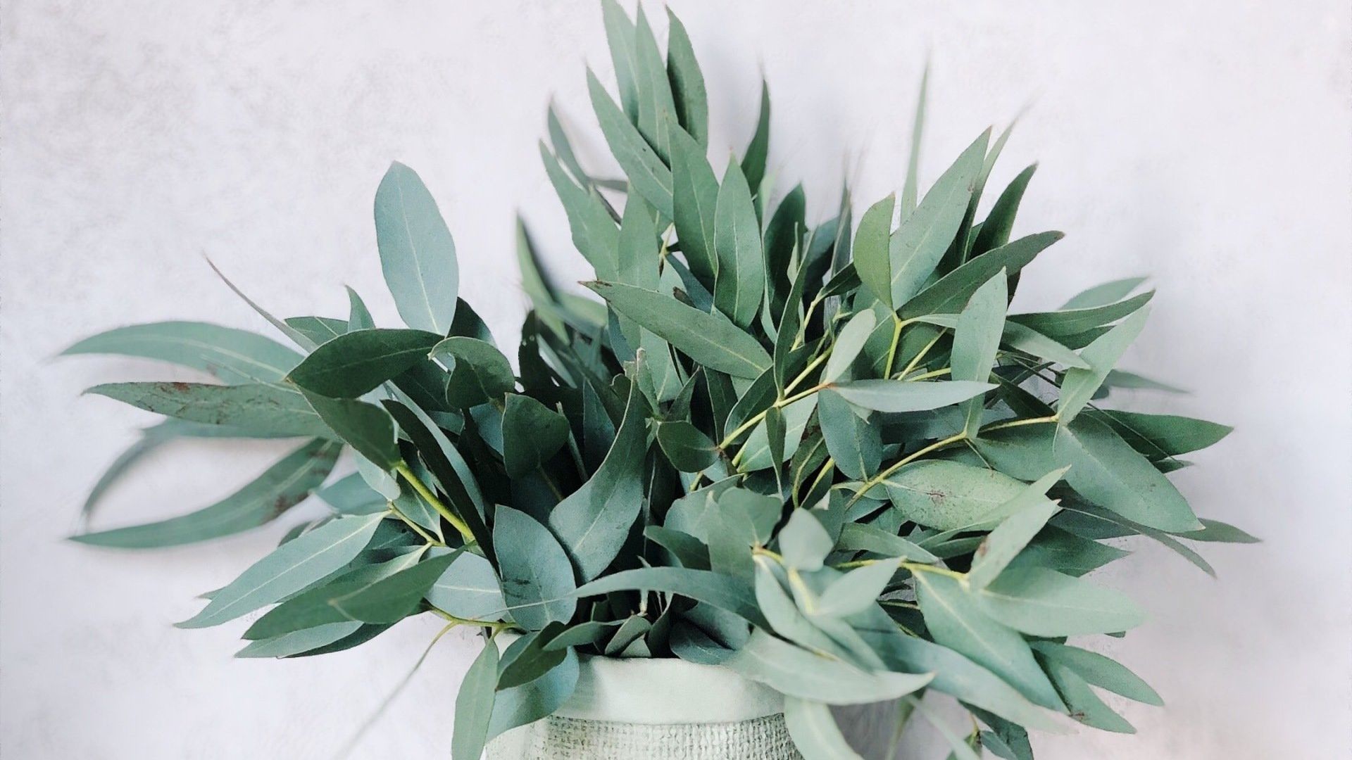 Een boeket groene eucalyptusbladeren, geschikt in een lichtgekleurde vaas tegen een lichte achtergrond.