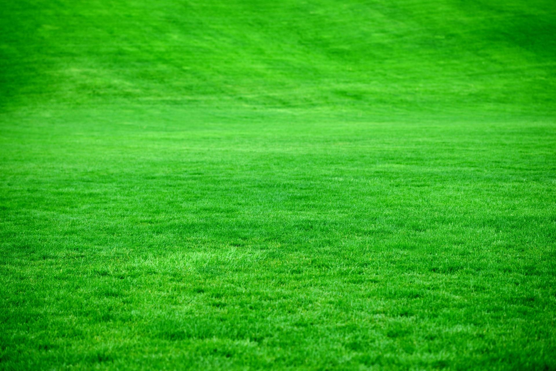 Grass