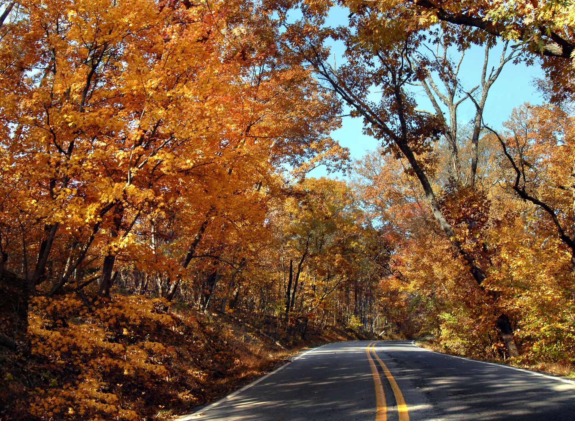 Road through a forest of autumn trees with golden leaves.