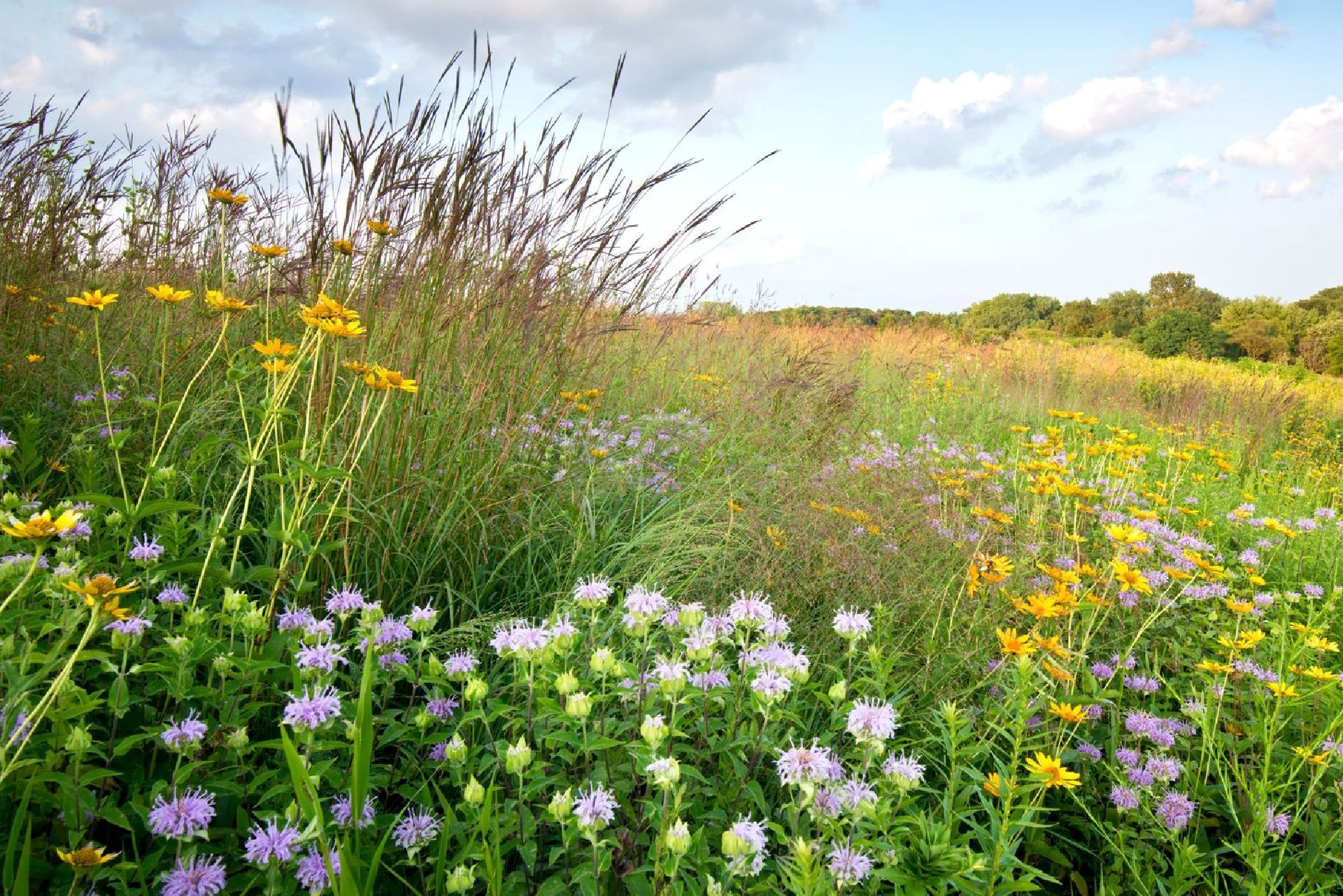 There are many different types of flowers in this field.