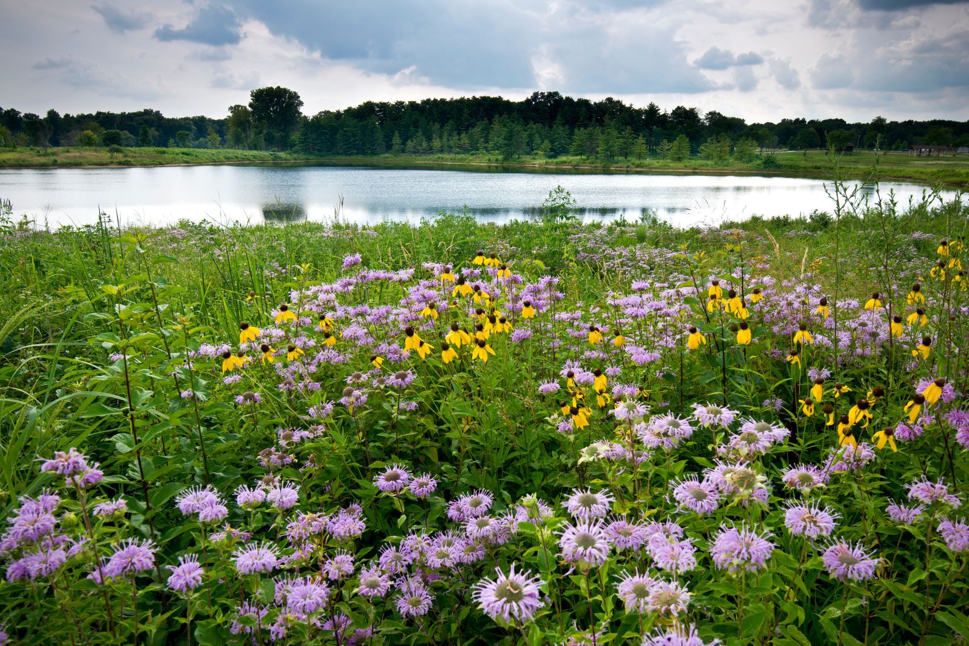 A field of purple and yellow flowers with a lake in the background.