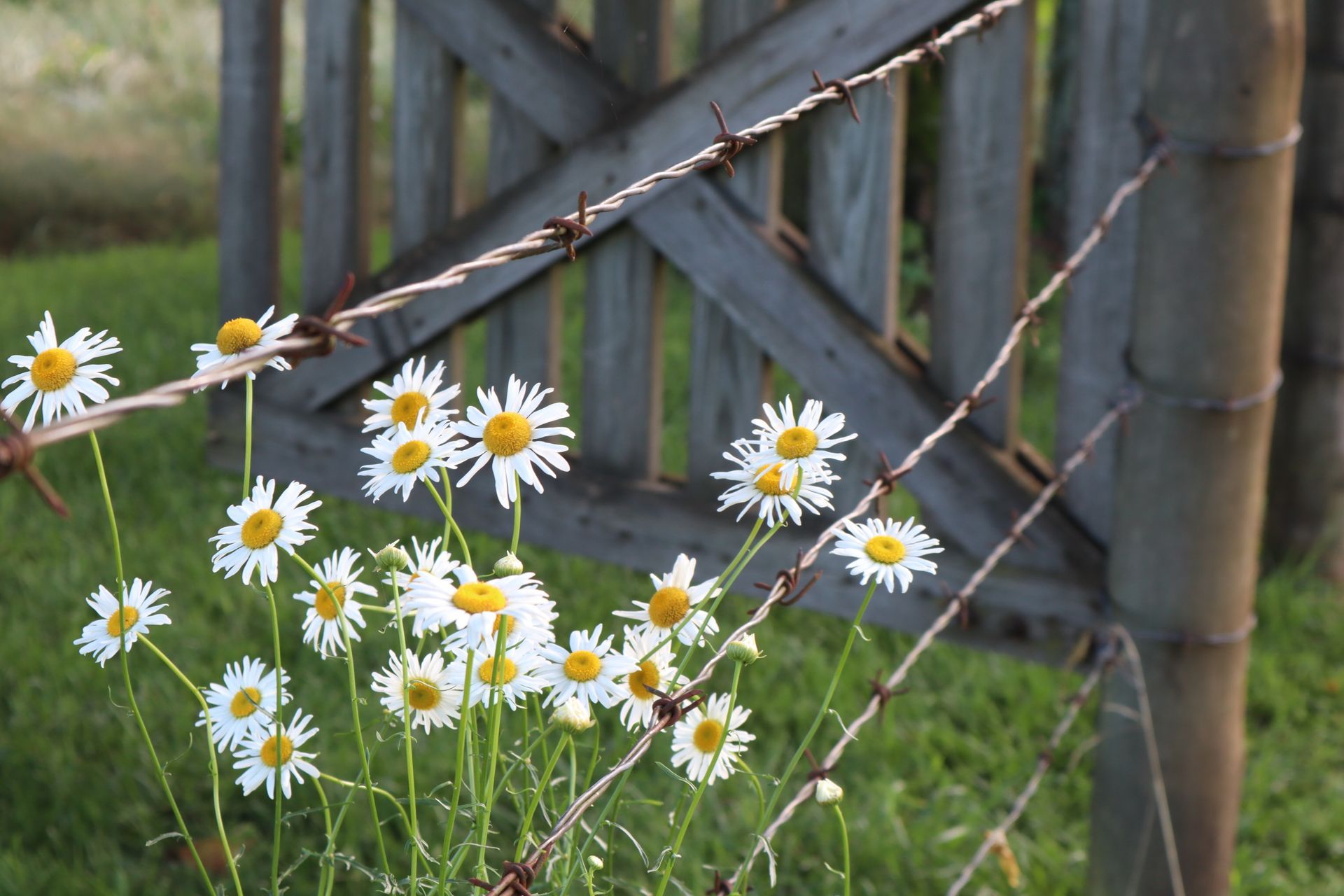 A bunch of daisies are growing in front of a barbed wire fence