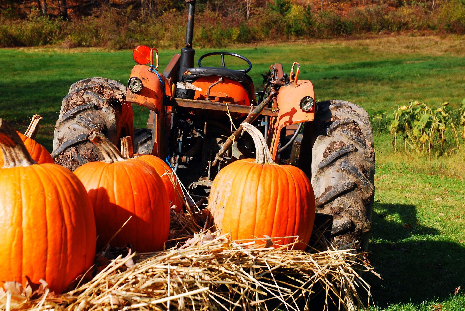 A tractor is parked in a field surrounded by pumpkins