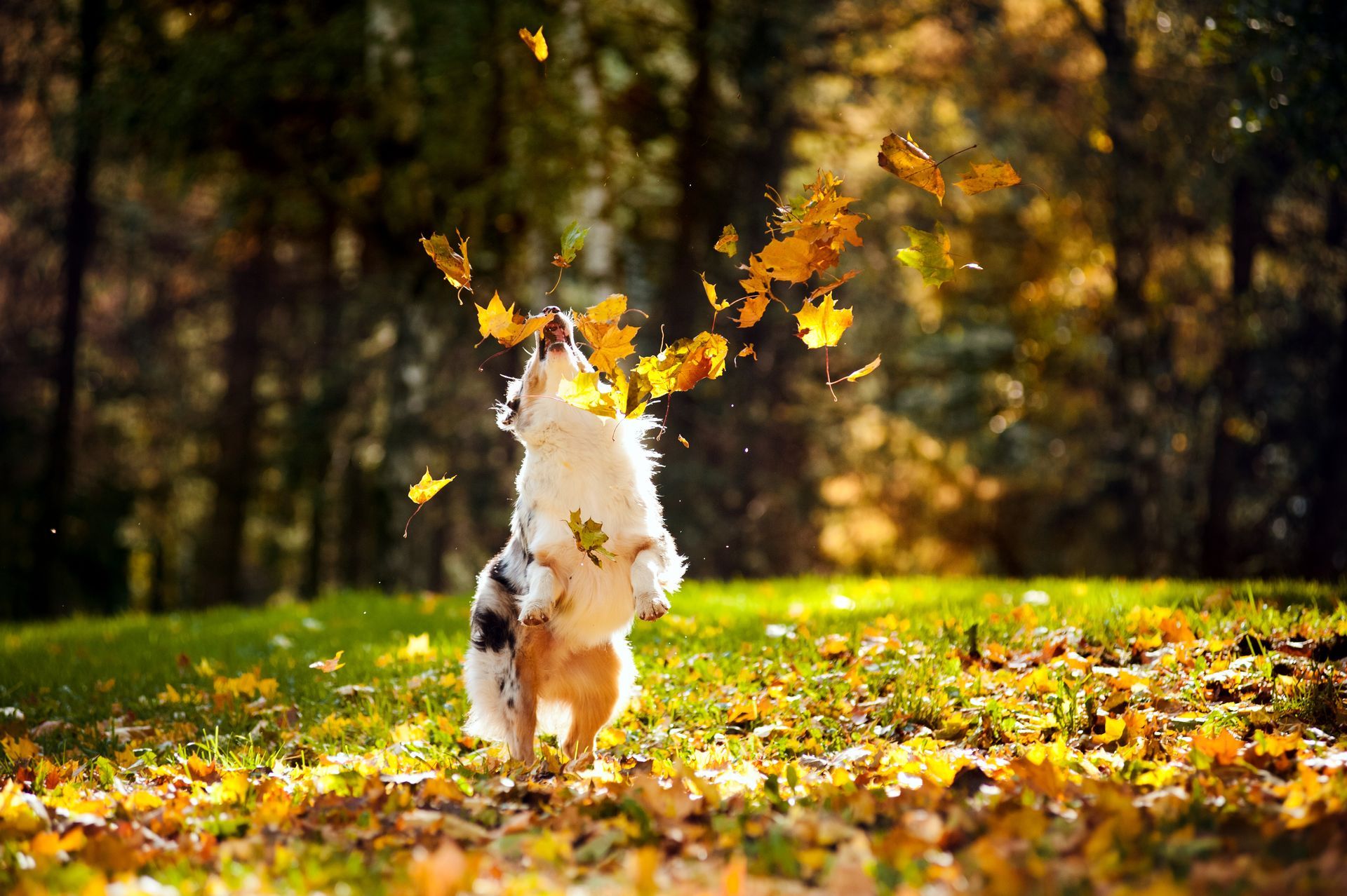 A dog is standing on its hind legs in a field of leaves.
