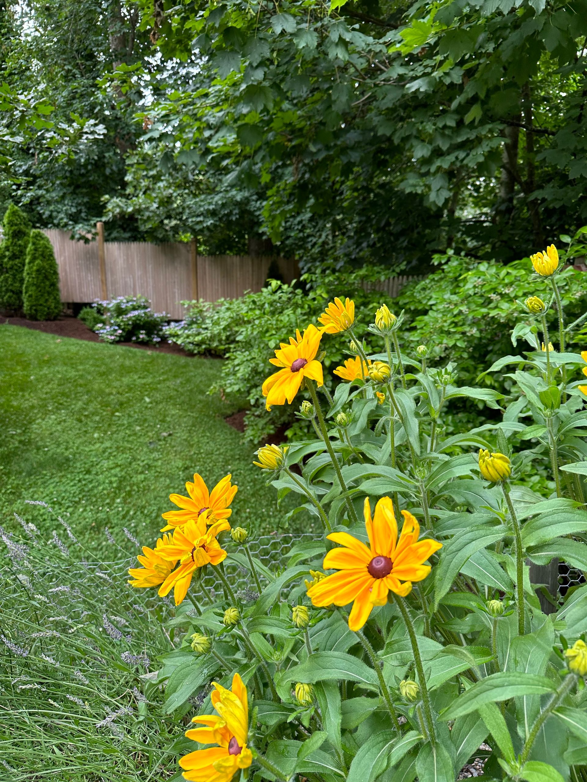 A bunch of yellow flowers are growing in a garden.