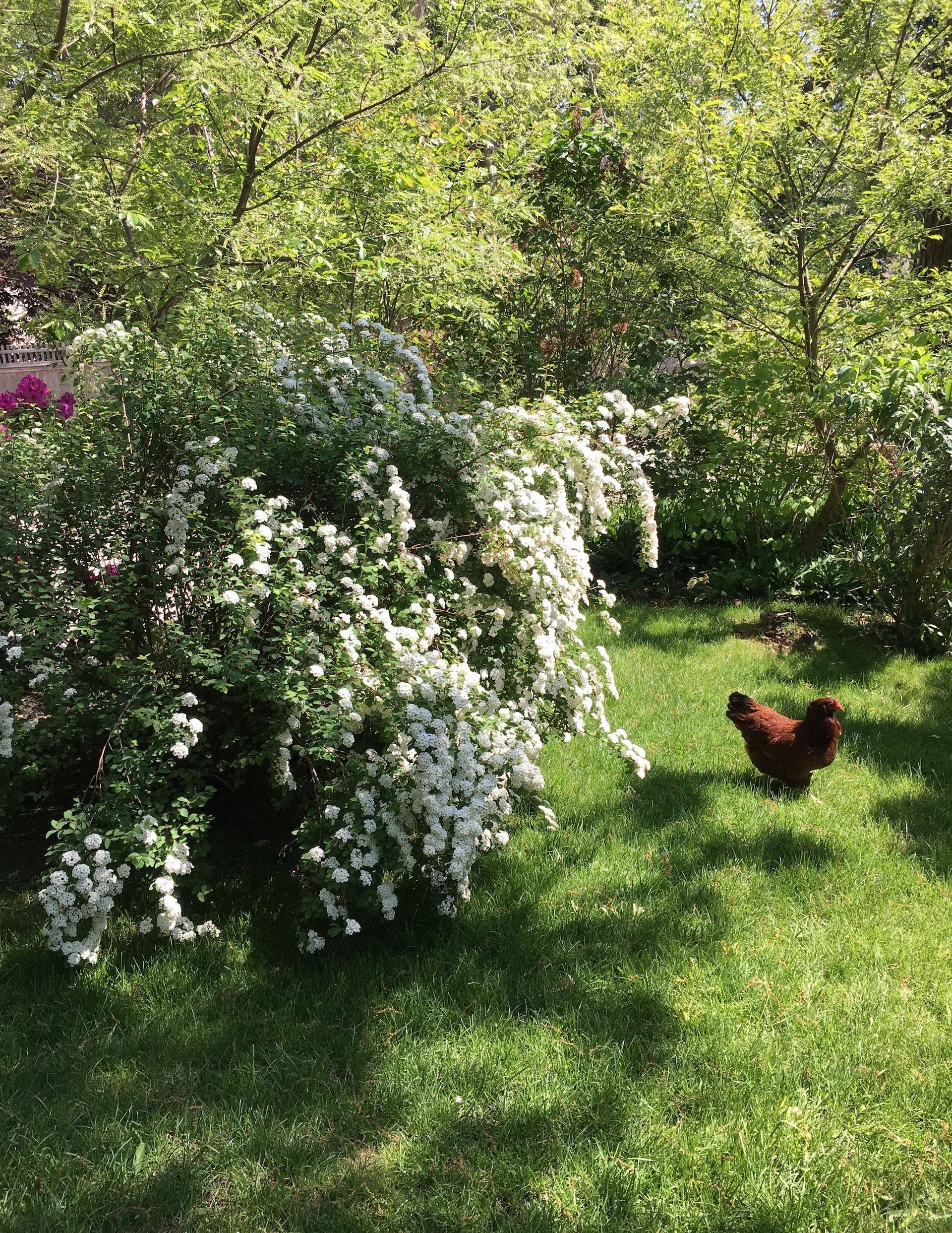 A chicken is standing in the grass near a bush with white flowers.