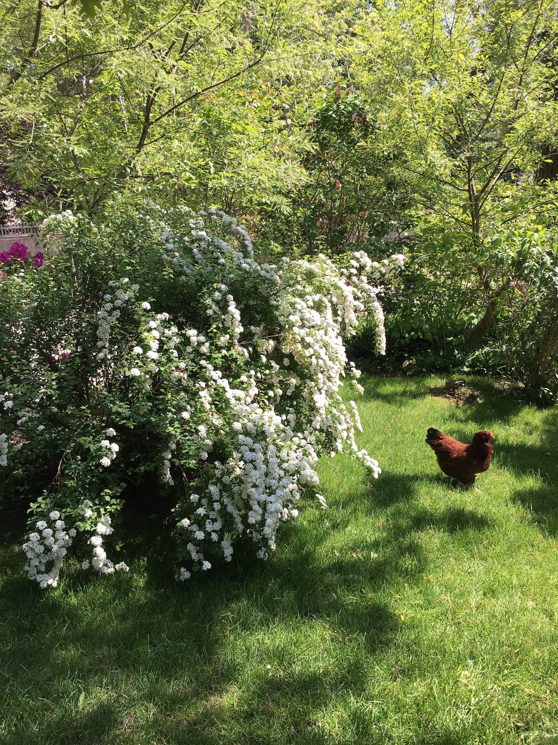 A chicken is standing in the grass near a bush with white flowers.