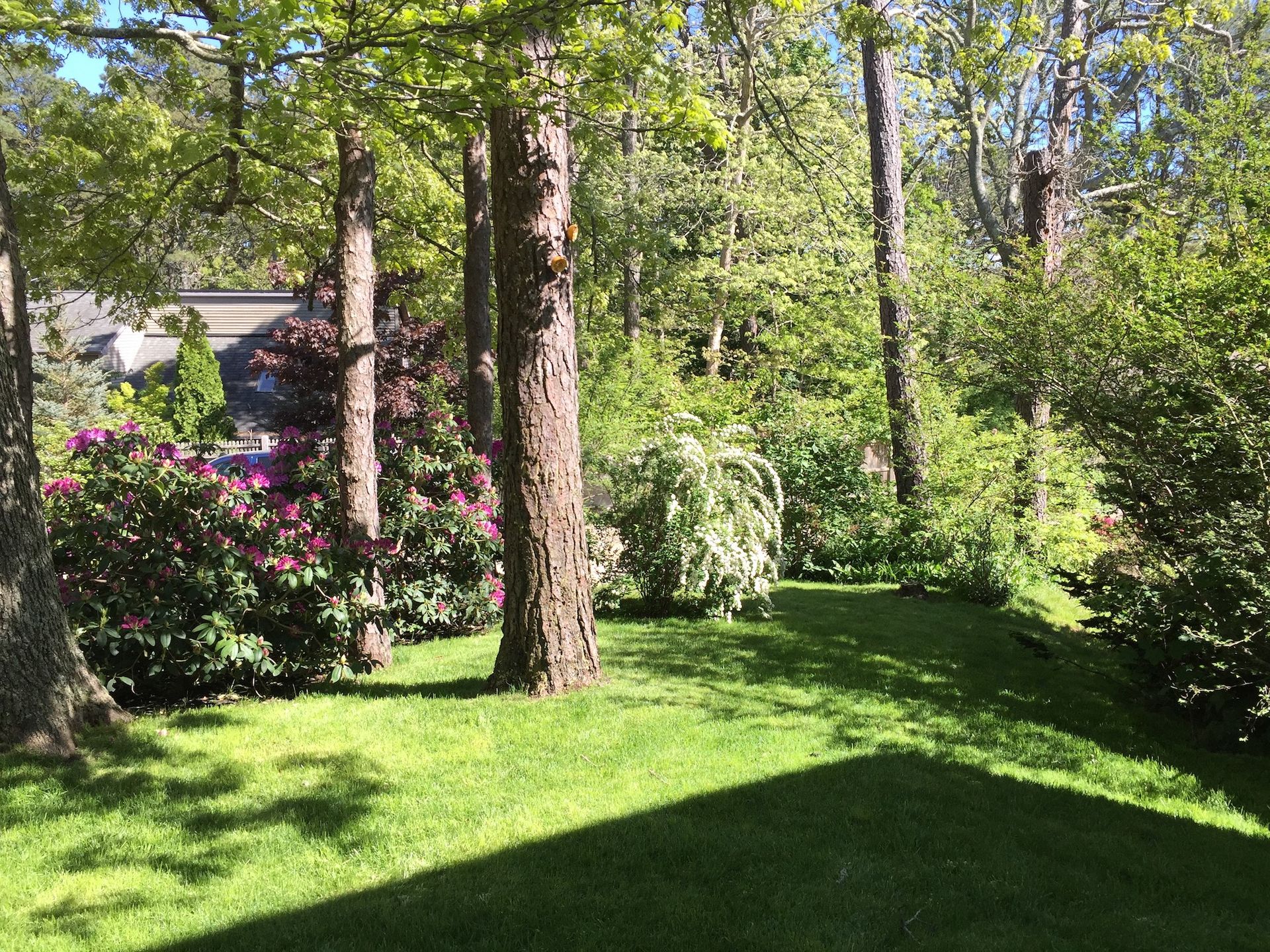 A lush green lawn surrounded by trees and bushes on a sunny day.