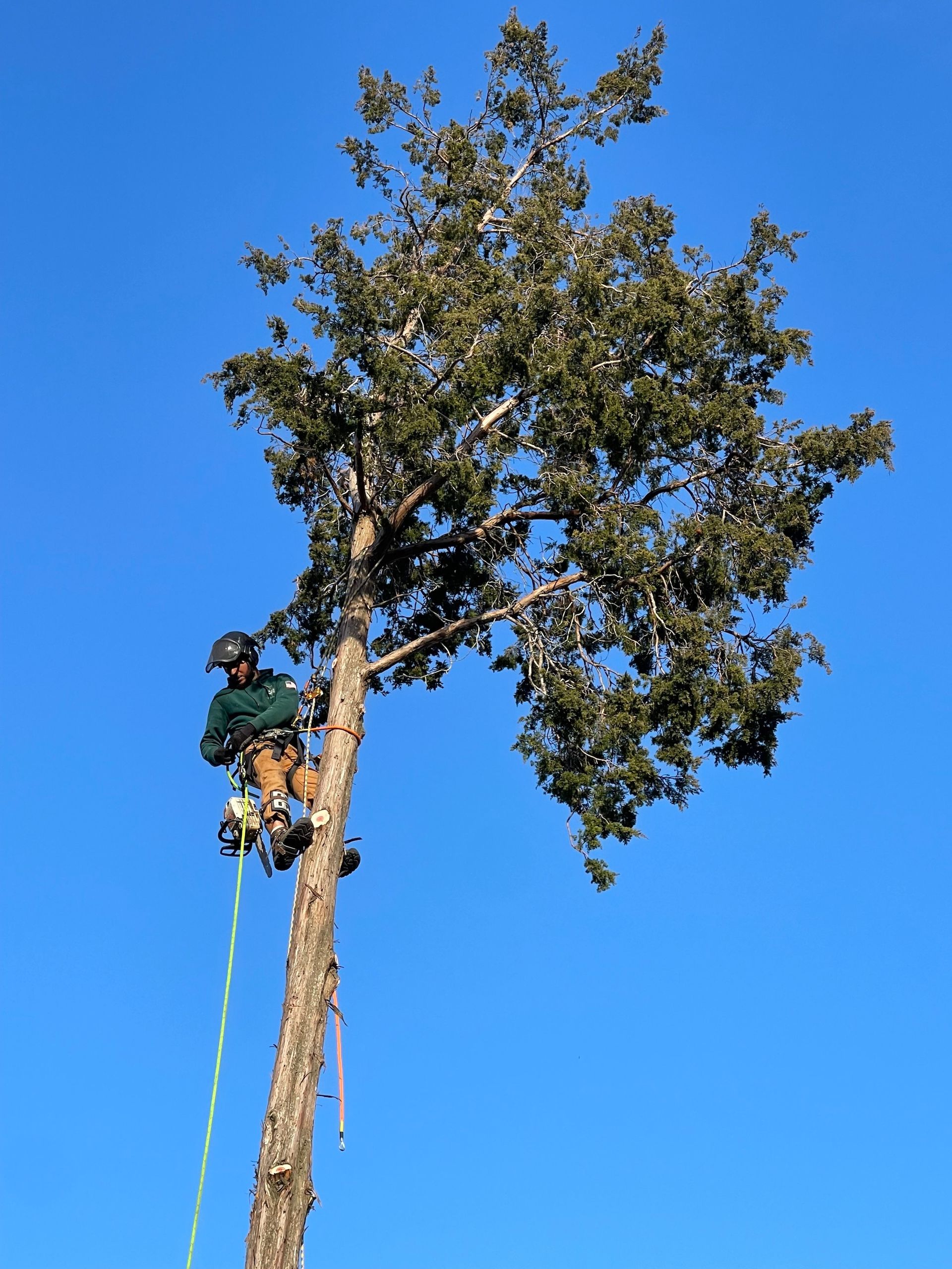 A man is climbing a tree with a blue sky in the background