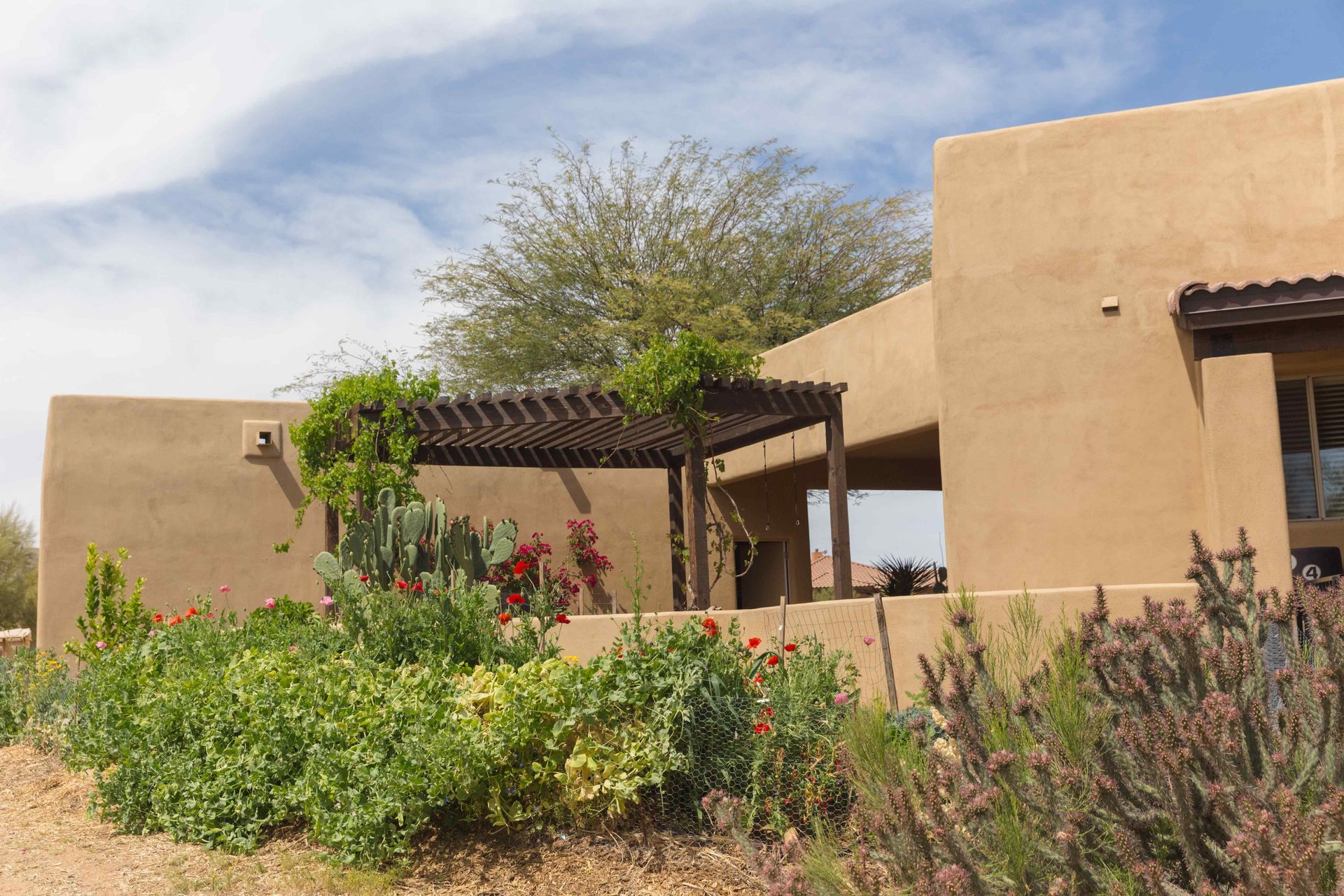 Xeriscape backyard in Arizona