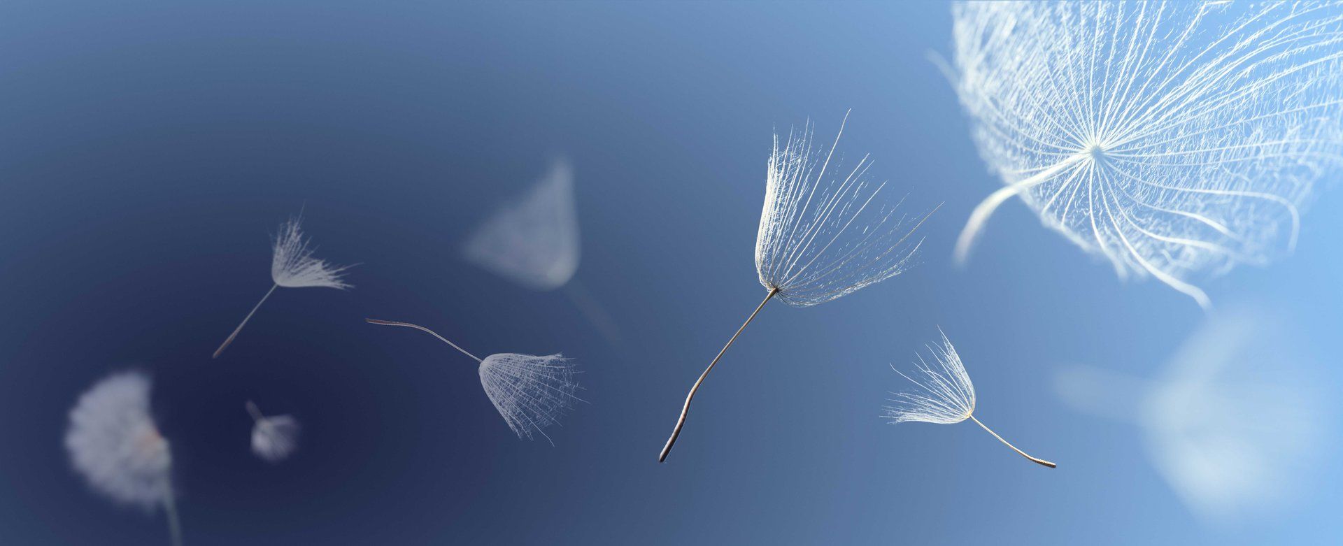Semi di tarassaco che fluttuano nel cielo azzurro.